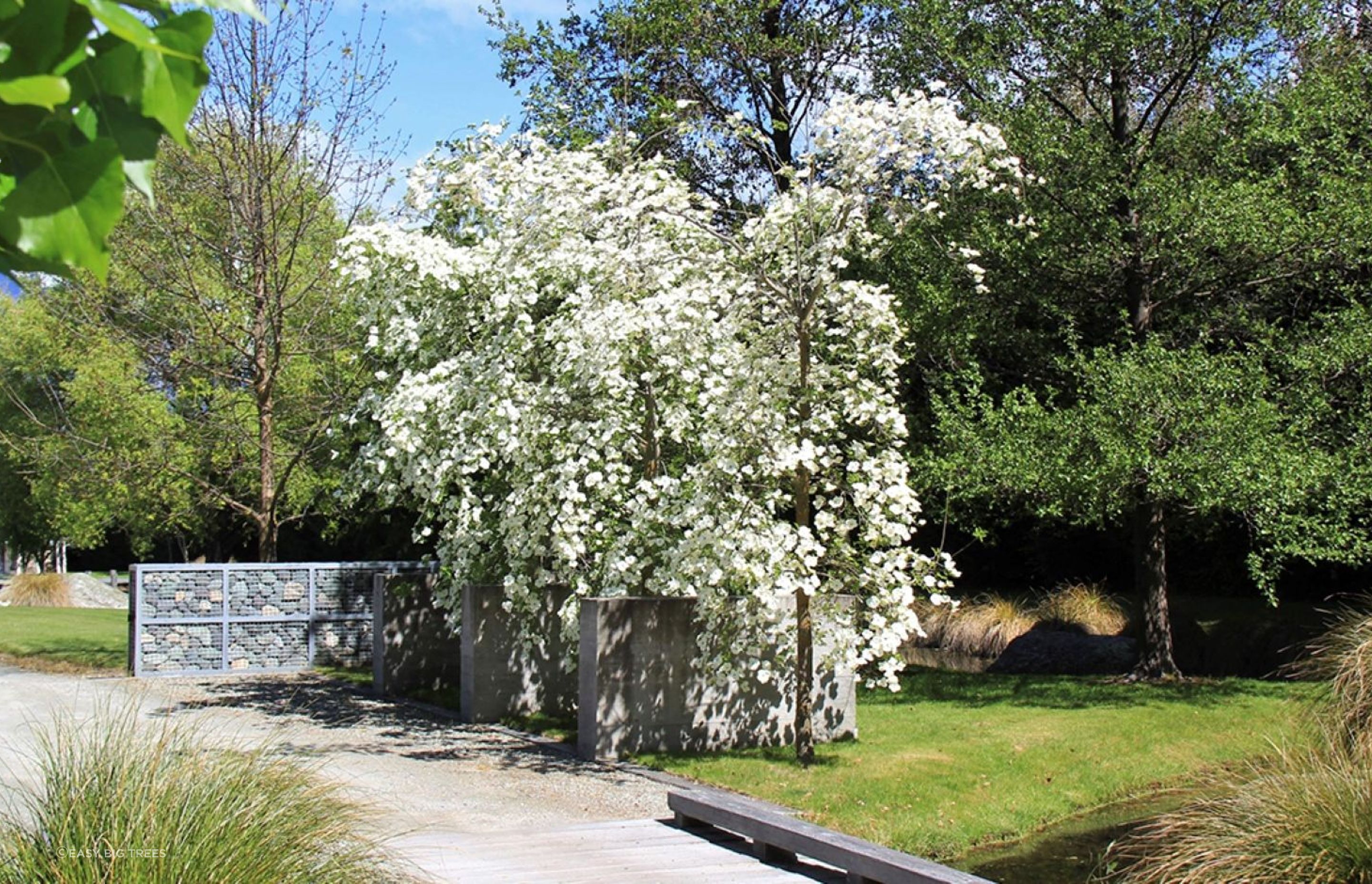 The wonderful white flowers of the Cornus Eddies 'White Wonder' make it a showy inclusion to seriously consider.