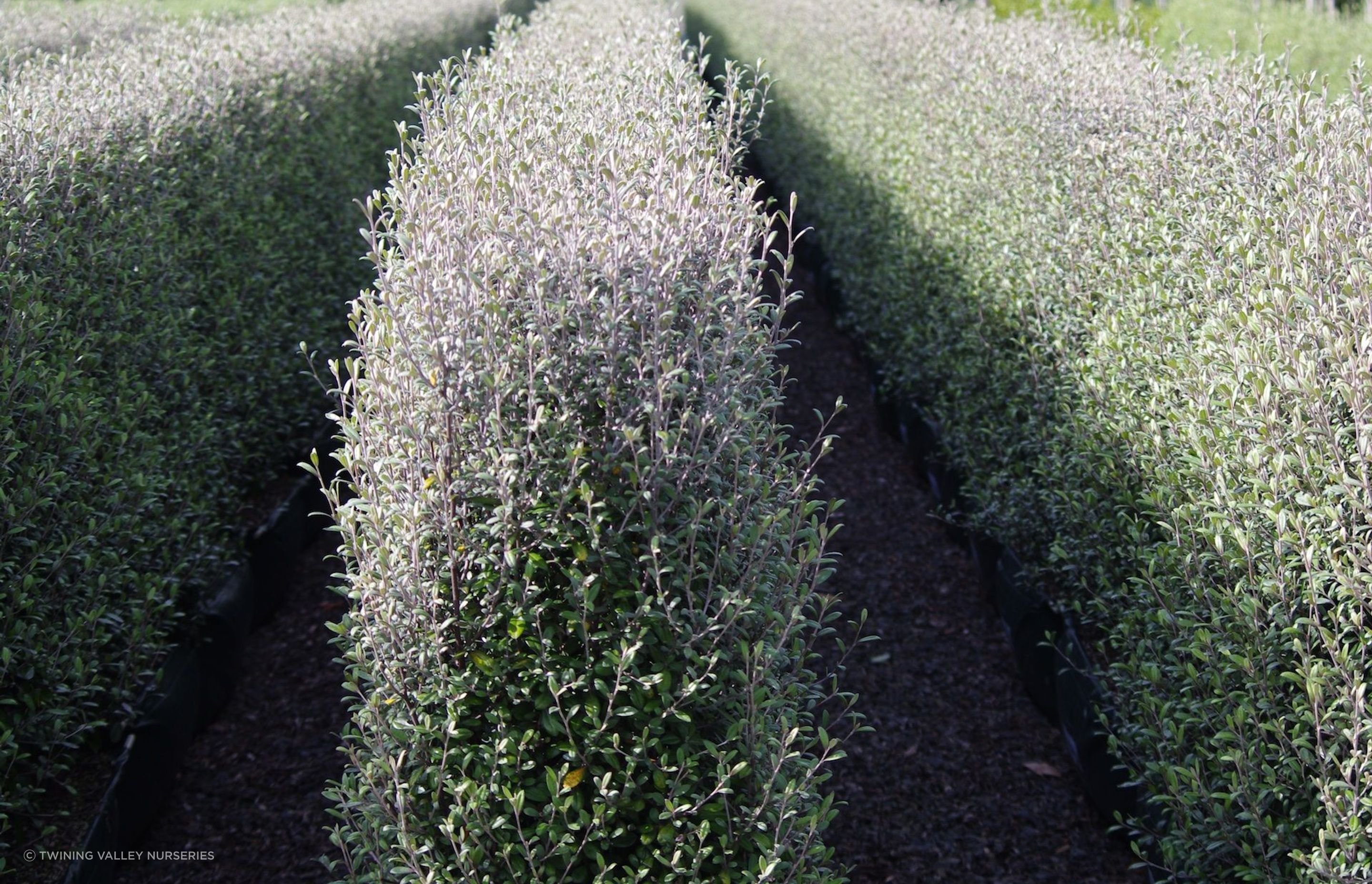 This Corokia 'Frosted Chocolate' hedge turns to chocolate-bronze in winter and is a popular choice for hedging in New Zealand.