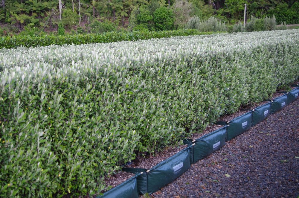 At 1.5 metres in height, the Corokia 'Geenty's Green' is a manageable size and great hedging choice for a small garden.