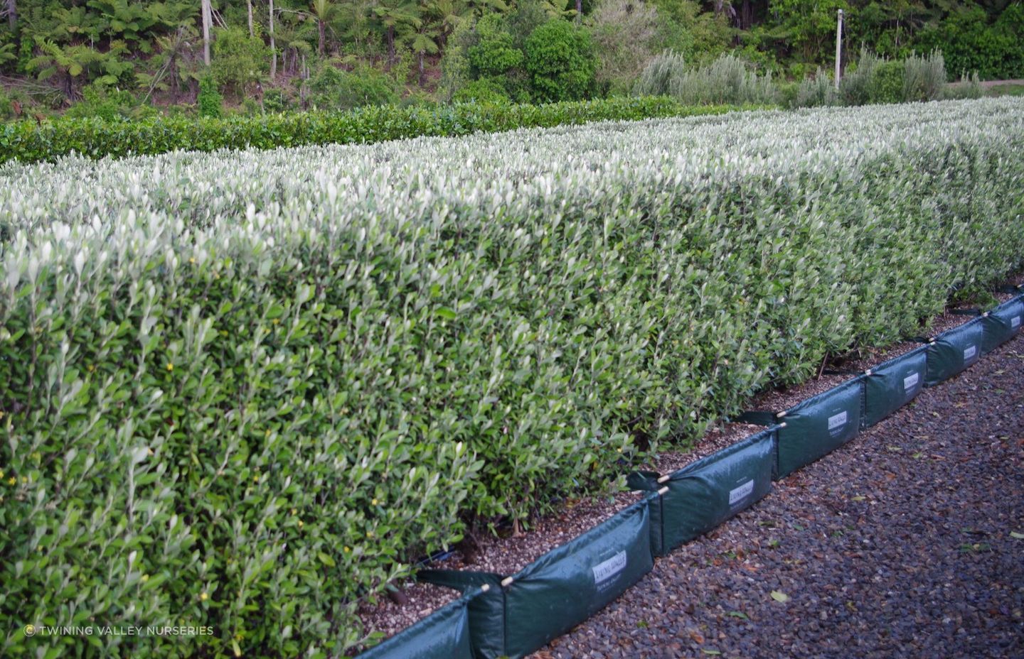 At 1.5 metres in height, the Corokia 'Geenty's Green' is a manageable size and great hedging choice for a small garden.