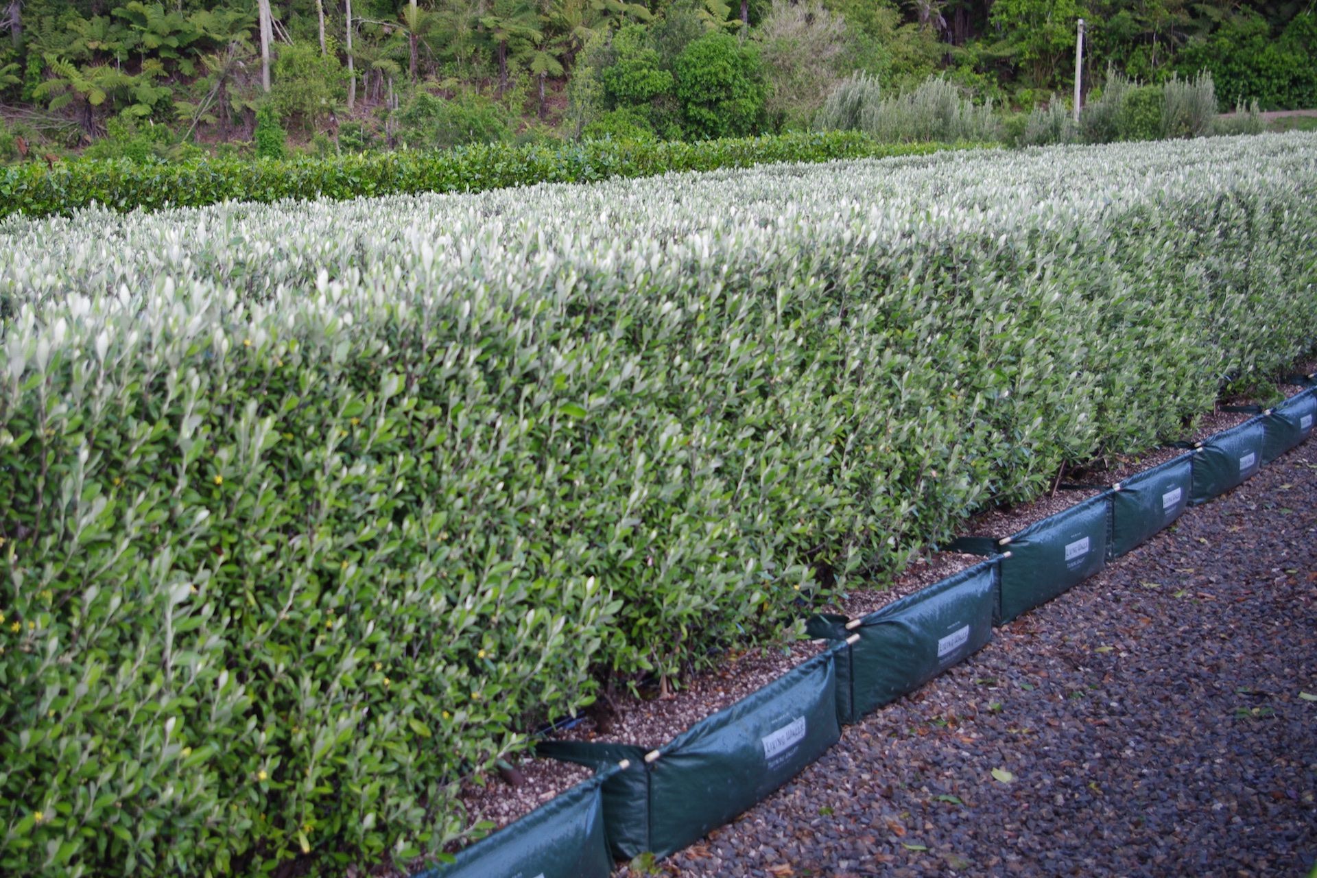 At 1.5 metres in height, the Corokia 'Geenty's Green' is a manageable size and great hedging choice for a small garden.