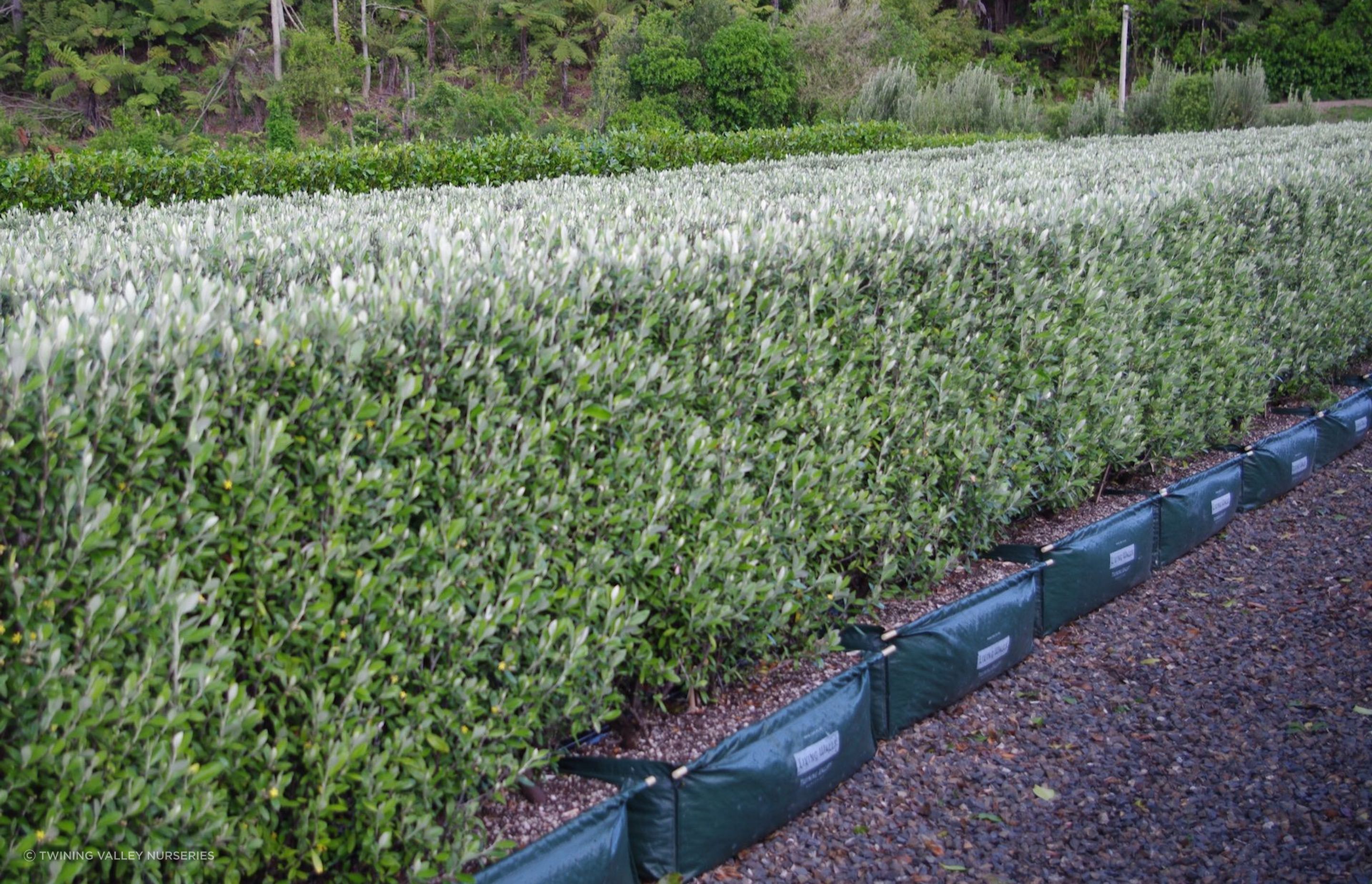 At 1.5 metres in height, the Corokia 'Geenty's Green' is a manageable size and great hedging choice for a small garden.