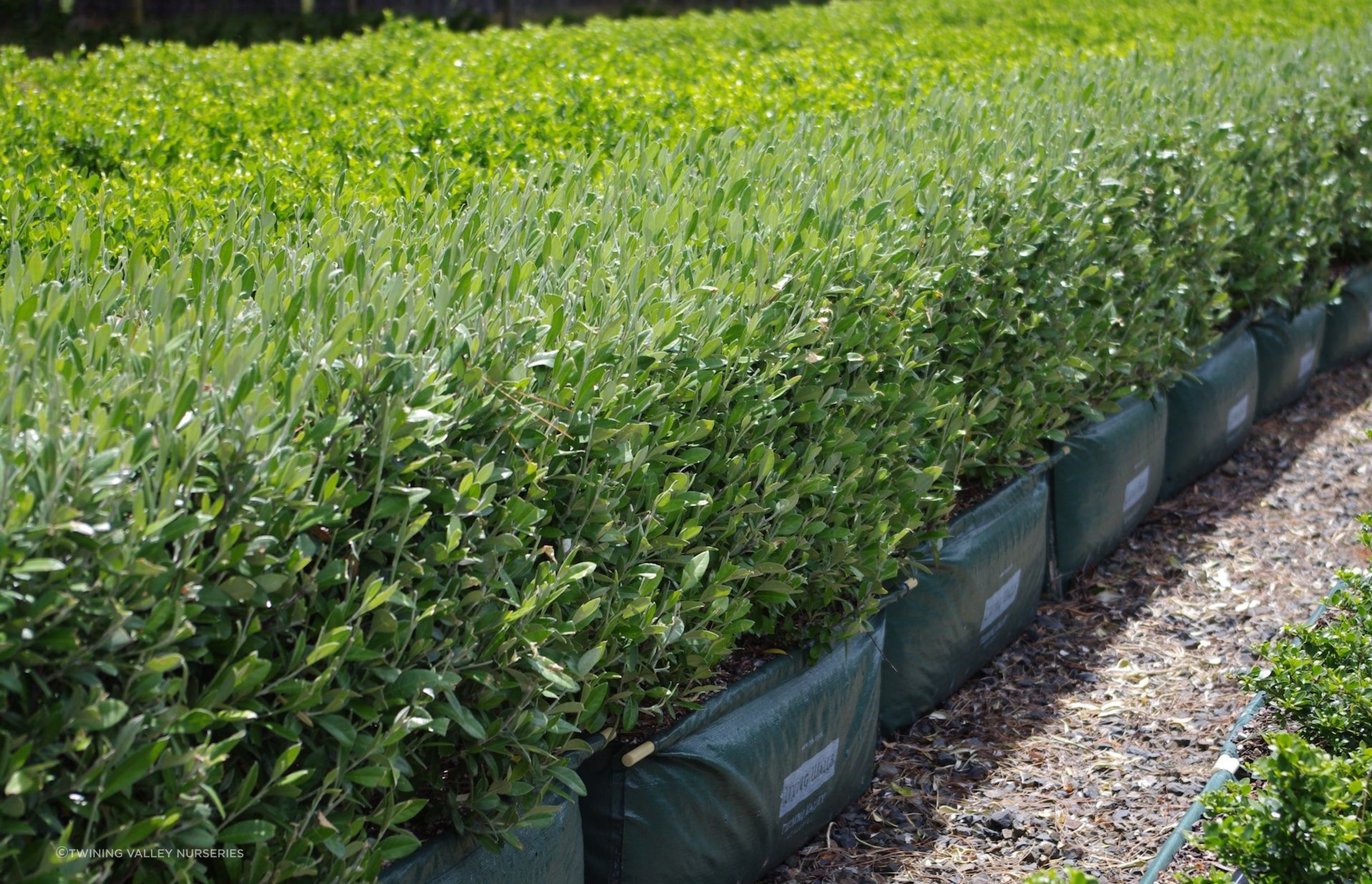 The Corokia 'Geenty's Green' is a compact hedge with olive green leaves that complement a wide variety of landscaping styles.
