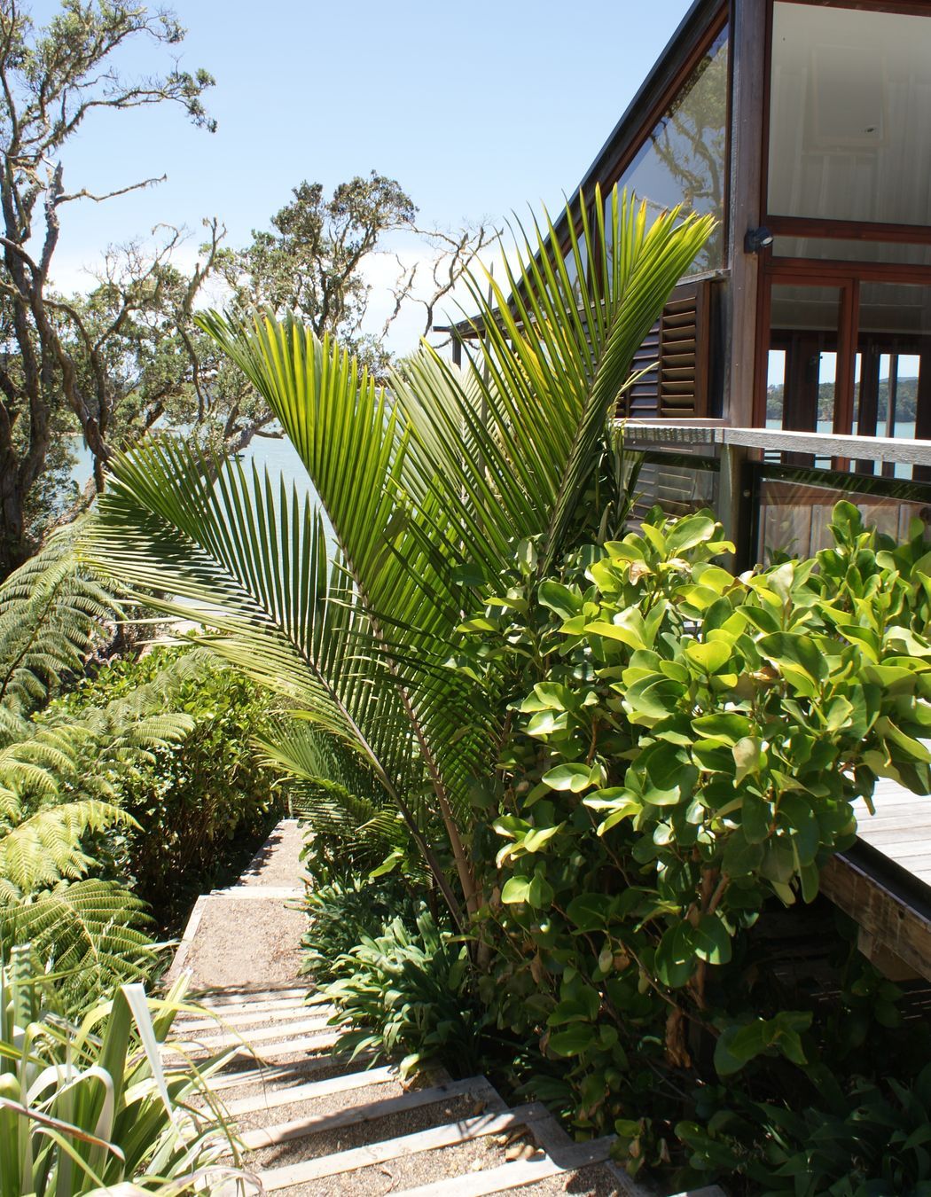 Inspired by local remnant native forest, nikau, tree ferns, and Northland native plants connect the architecture to the surrounding landscape in this Paihia garden.
