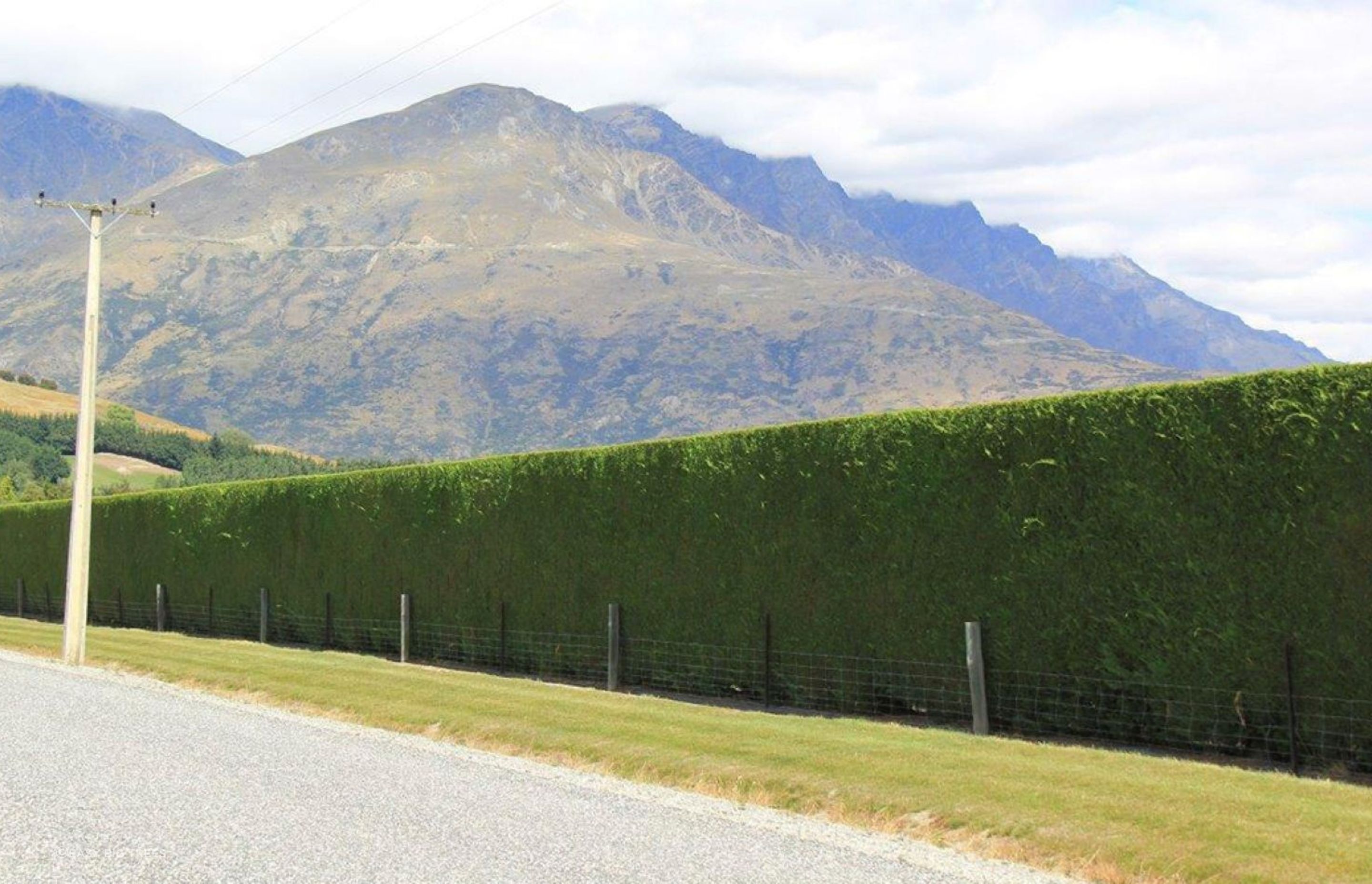 The fast-growing Green Leylandii is one of the best choices in New Zealand for a screen, backdrop or shelter for your property.
