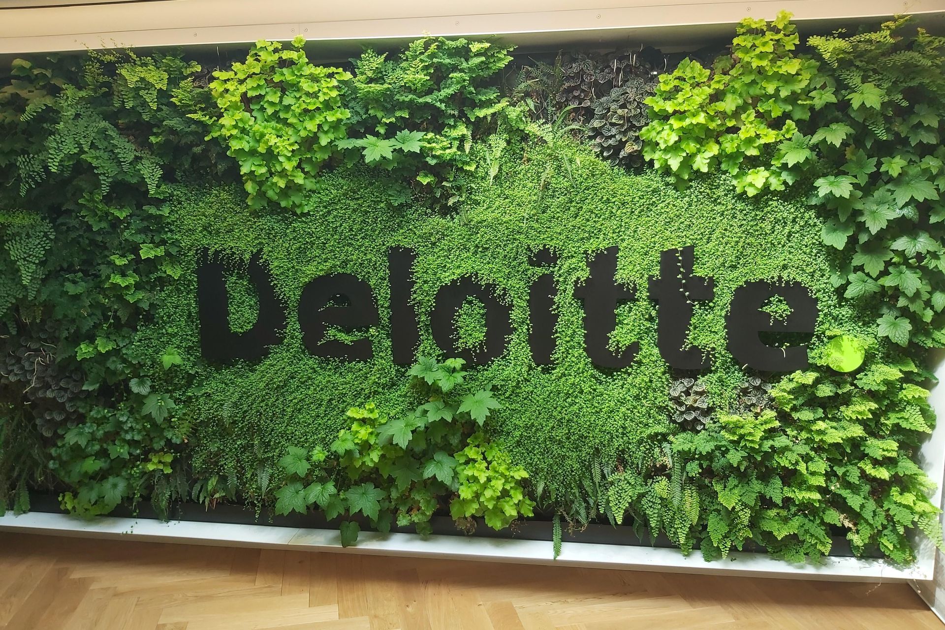 A branded plant wall for Deloitte, installed by Natural Habitats.