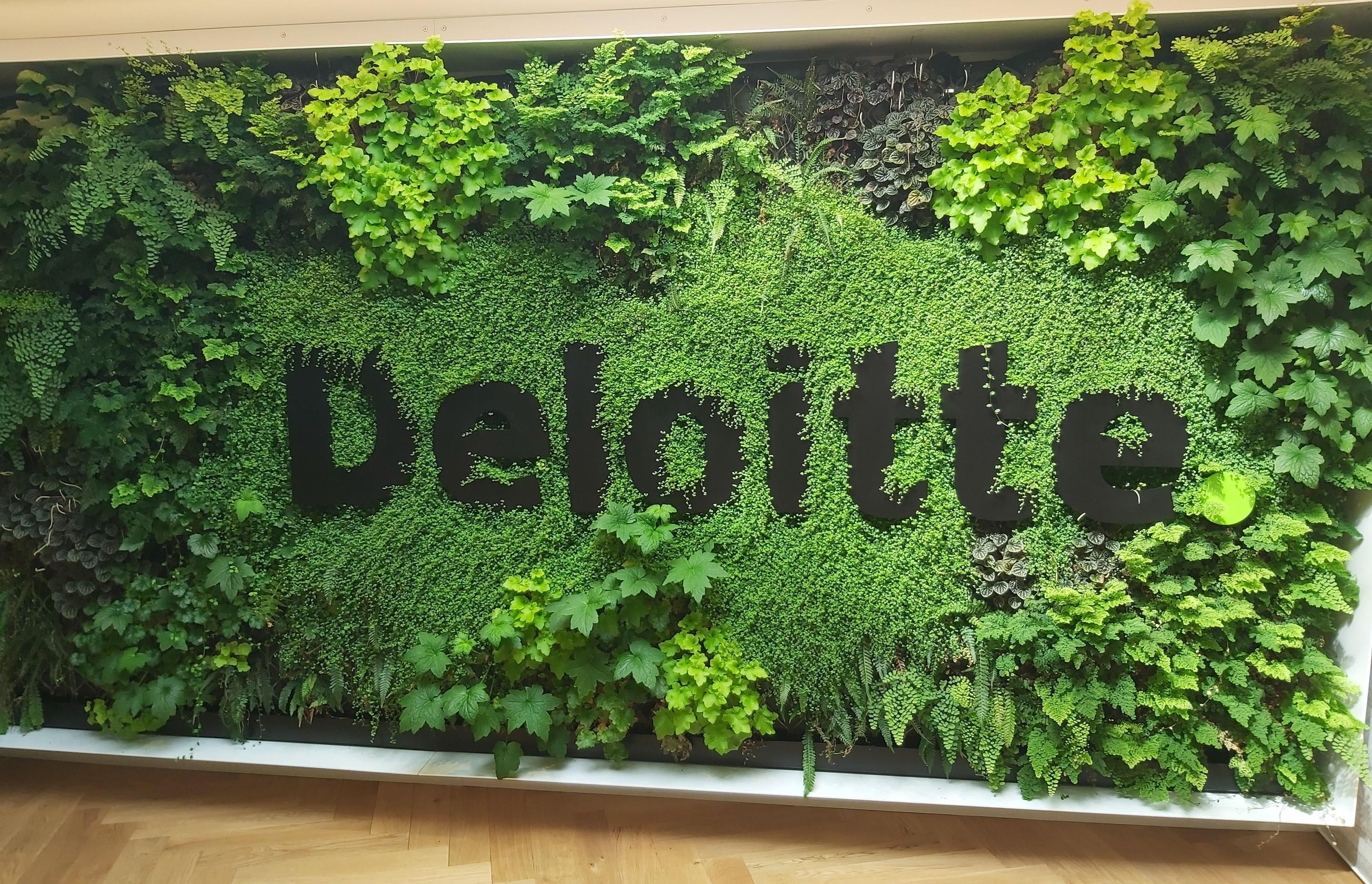 A branded plant wall for Deloitte, installed by Natural Habitats.