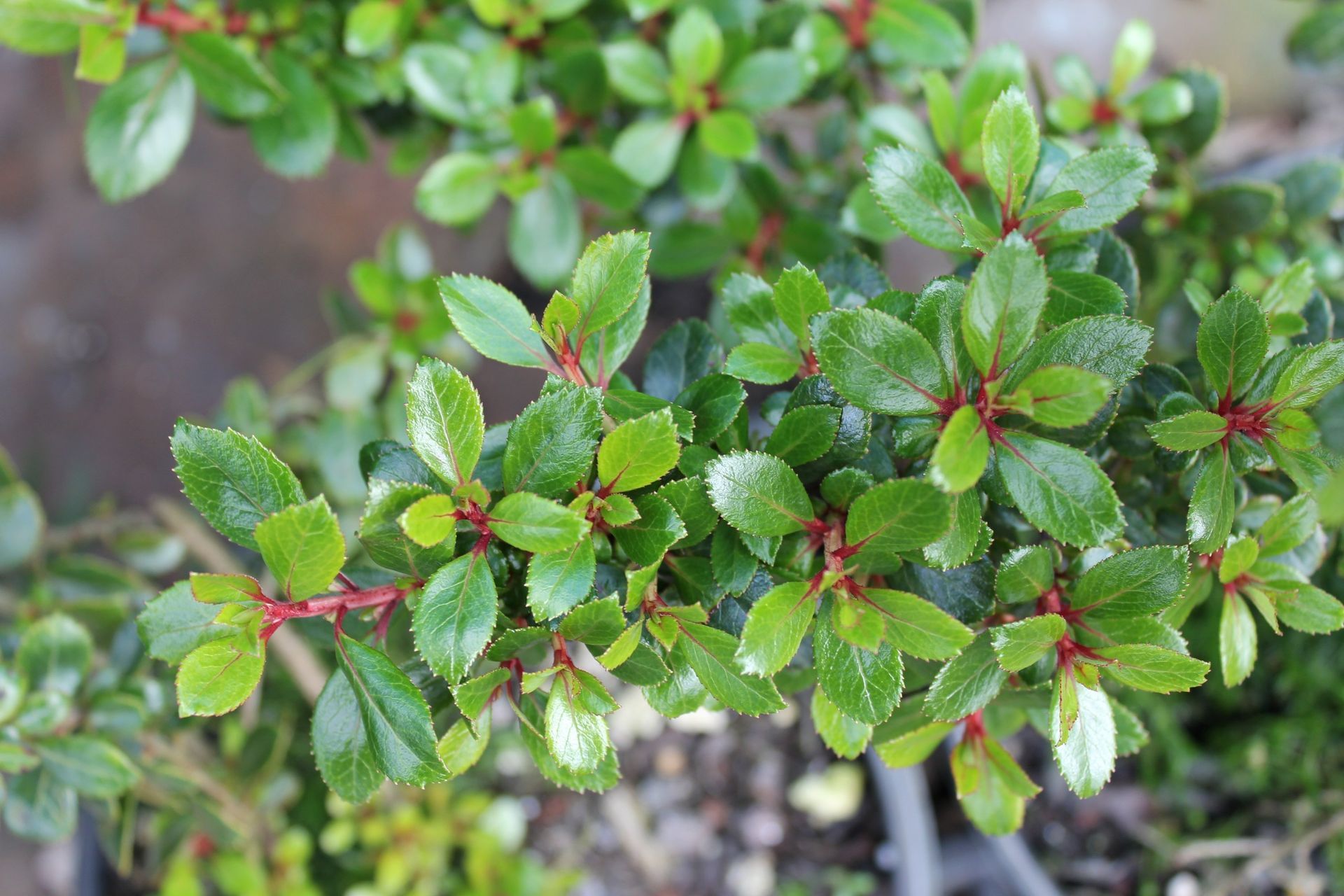 With attractive lush, glossy green foliage and red branchlets, the Escallonia 'Red Elf' is a great decorative choice.