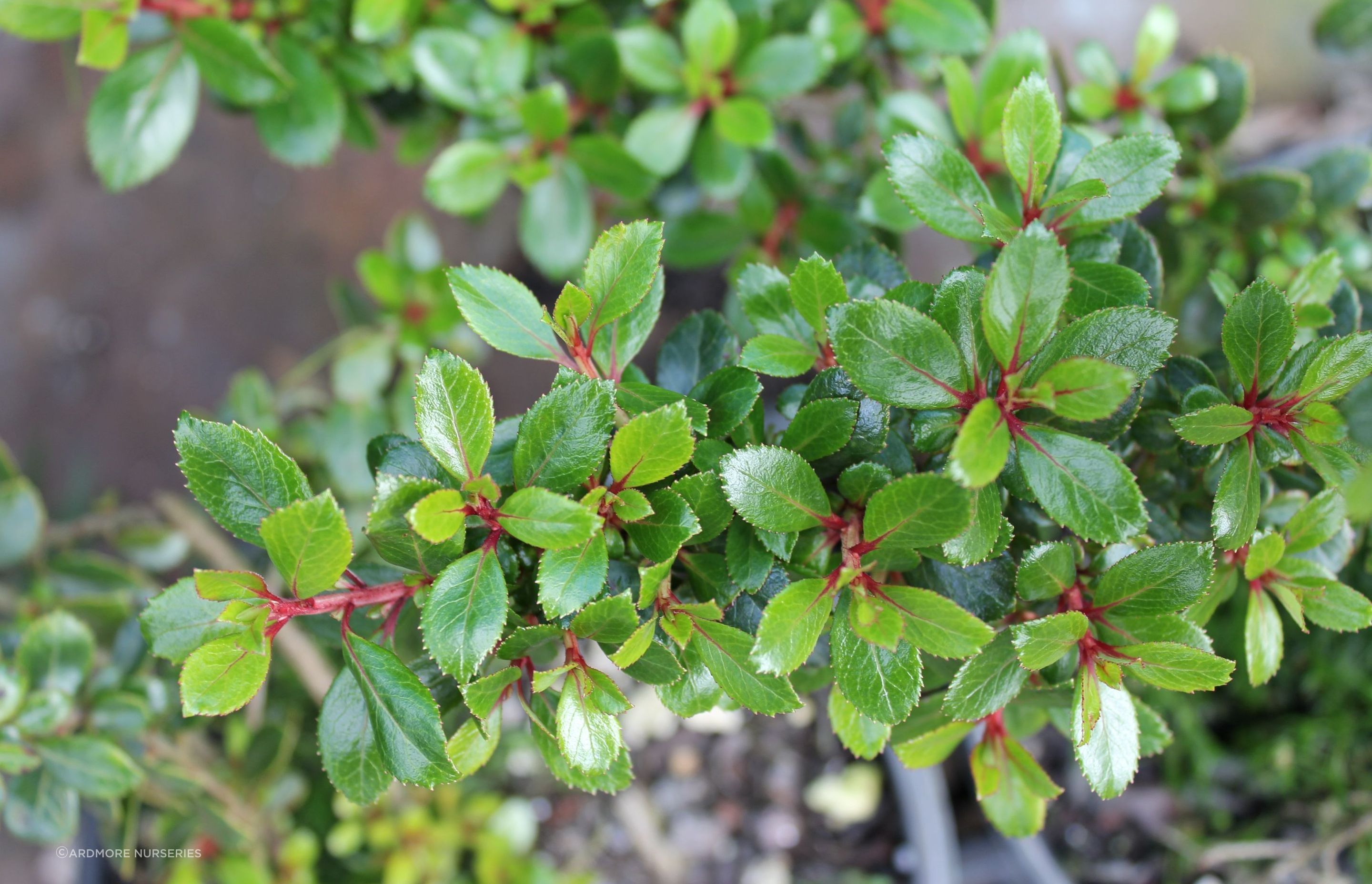 With attractive lush, glossy green foliage and red branchlets, the Escallonia 'Red Elf' is a great decorative choice.