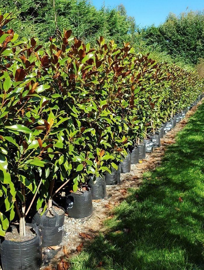 The Magnolia grandiflora 'Kay Parris' is a smaller compact grandiflora variety with creamy white flowers.