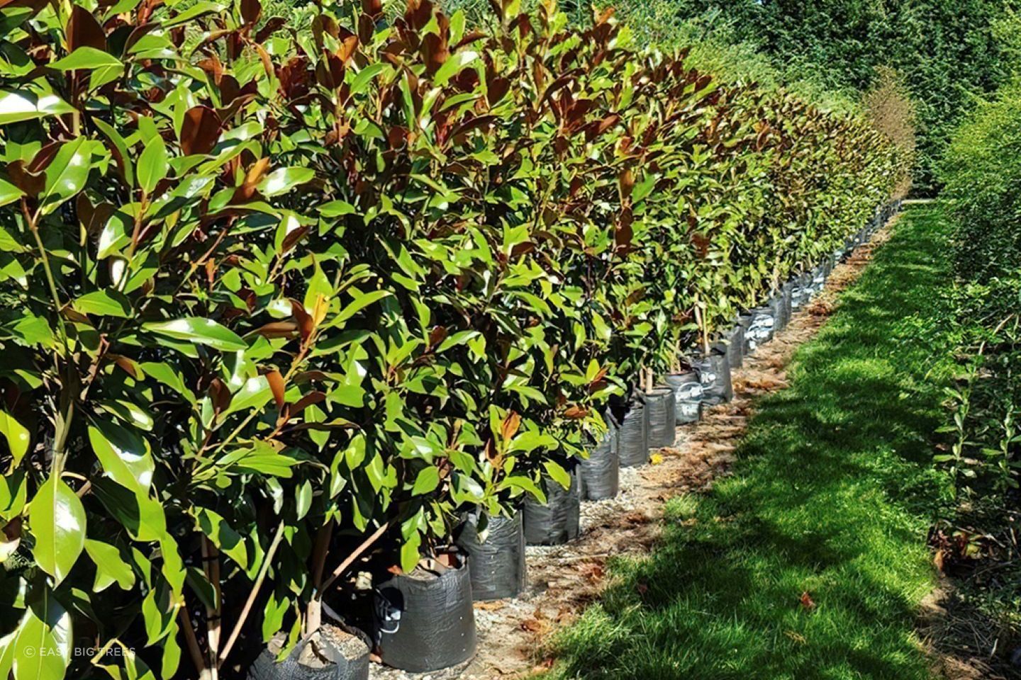 The Magnolia grandiflora 'Kay Parris' is a smaller compact grandiflora variety with creamy white flowers.