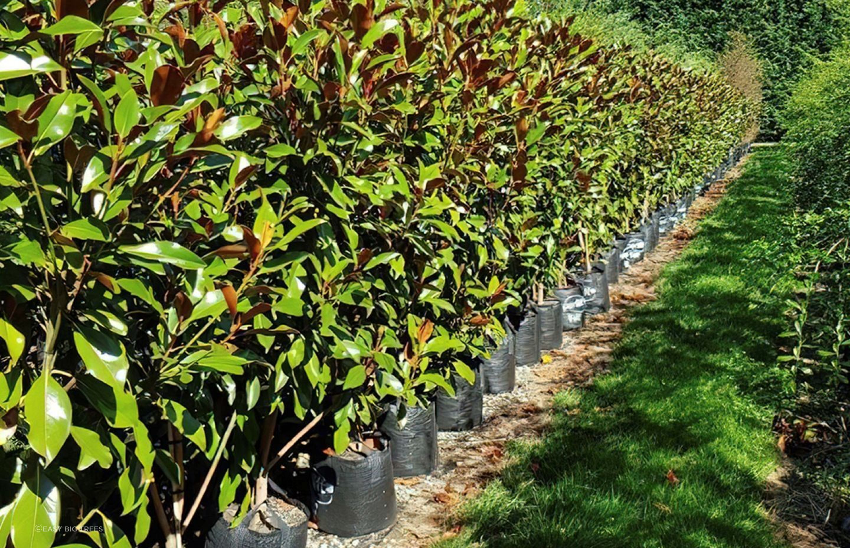 The Magnolia grandiflora 'Kay Parris' is a smaller compact grandiflora variety with creamy white flowers.