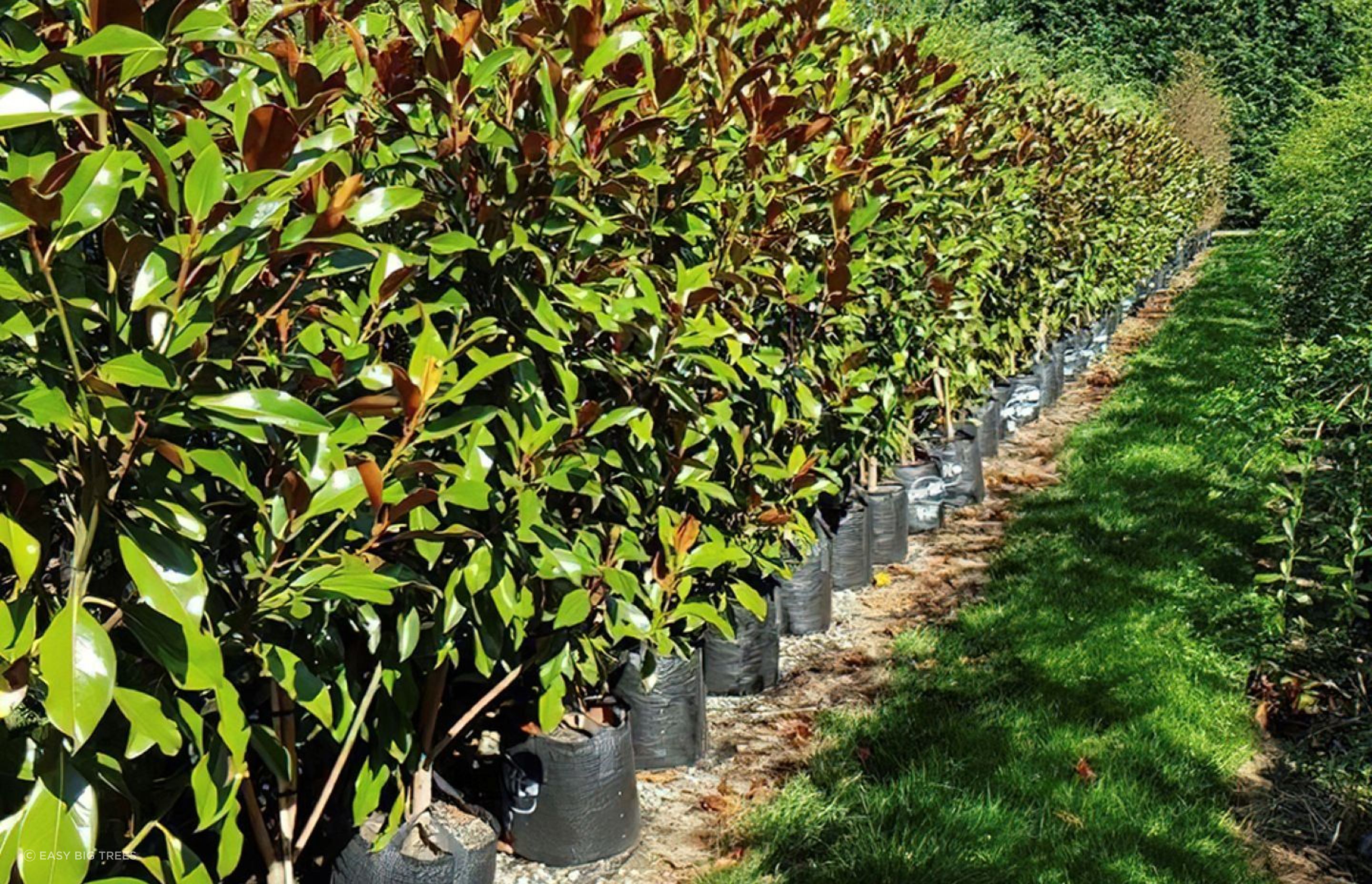 The Magnolia grandiflora 'Kay Parris' is a smaller compact grandiflora variety with creamy white flowers.