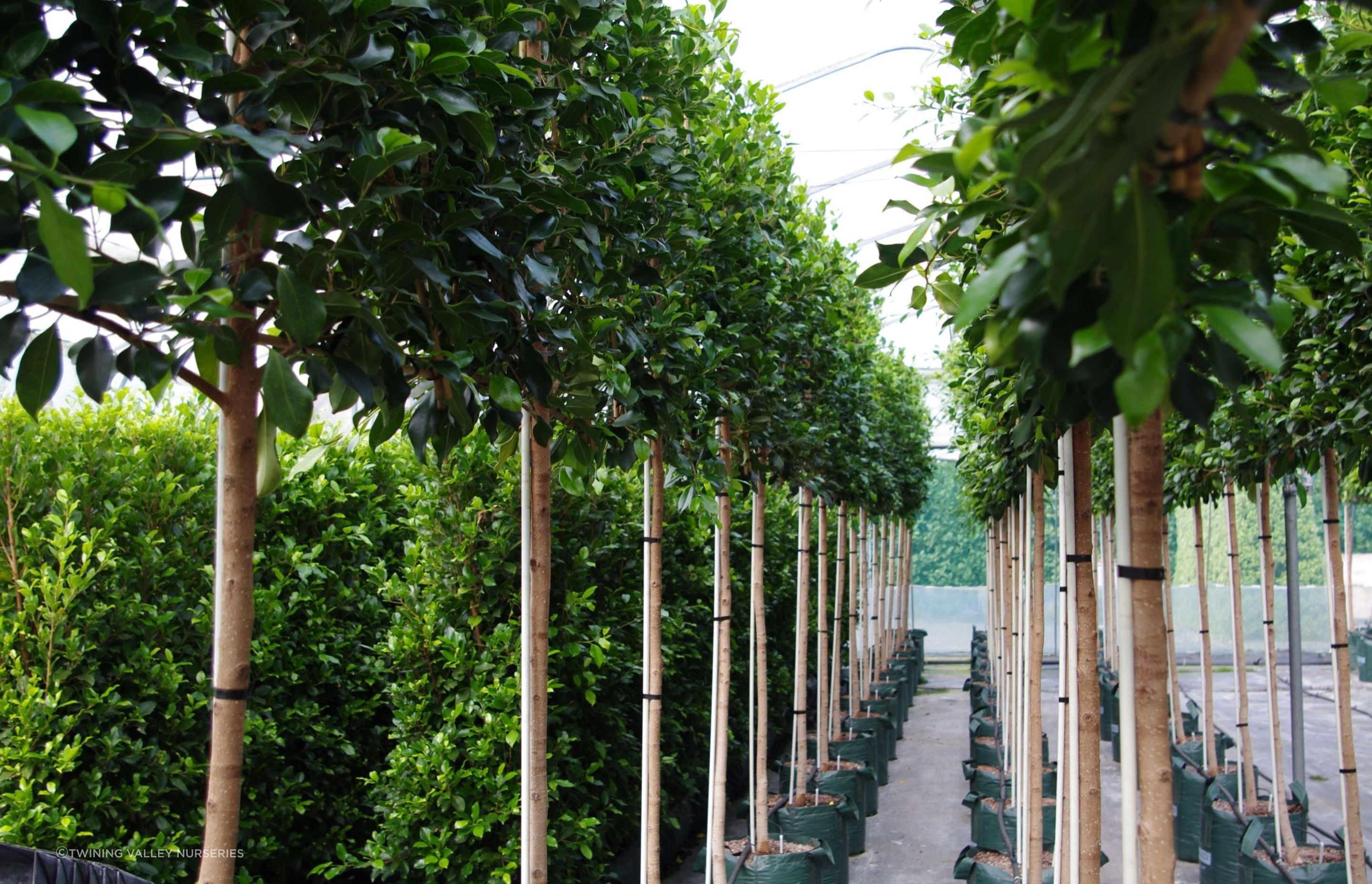 Ficus Tuffi is often used as a pleached screen hedge in New Zealand gardens.