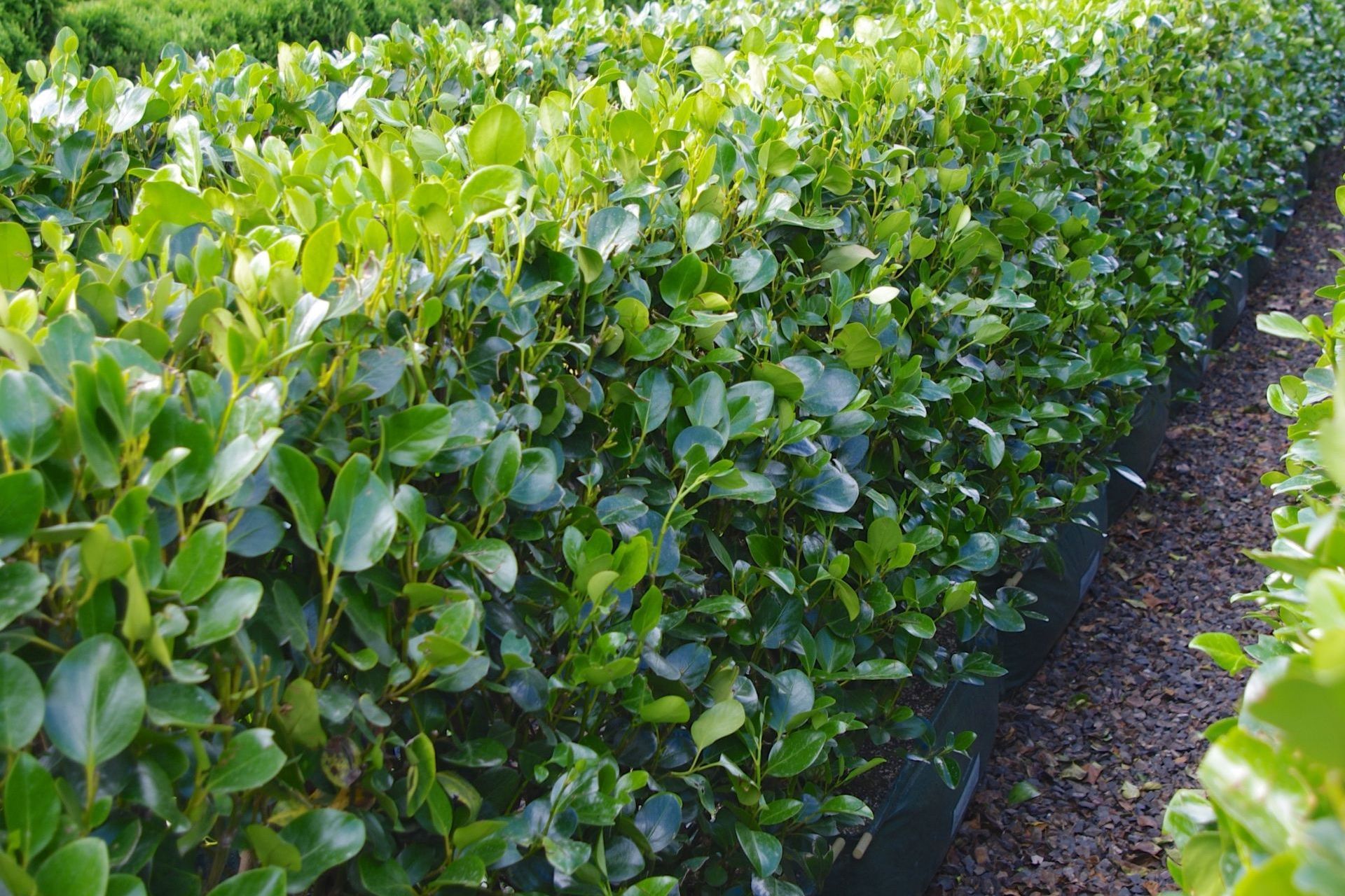 The Griselinia littoralis 'Ardmore Emerald' has stunning dark green foliage that contrasts beautifully with brighter, fresh growth in the spring.
