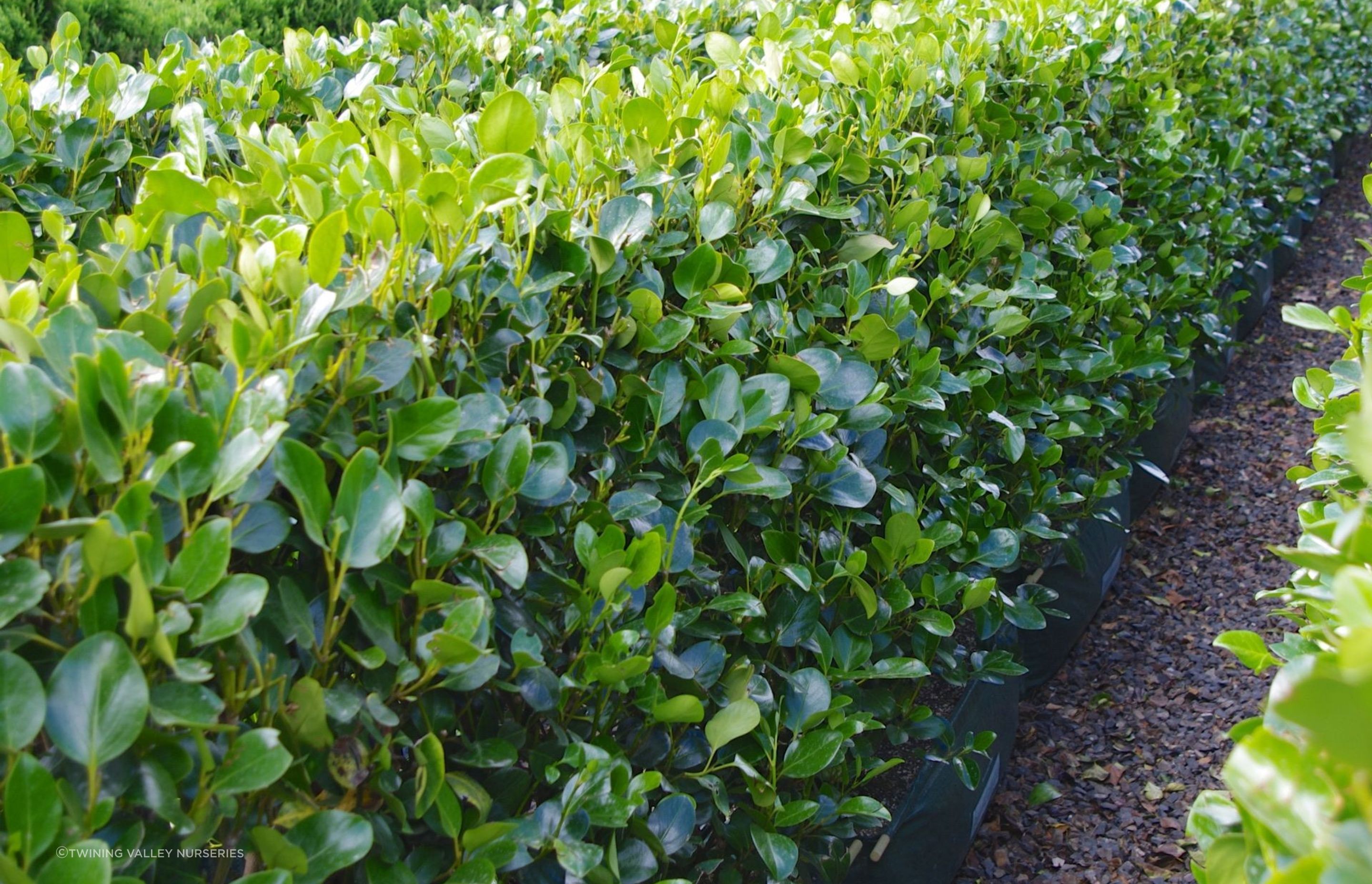 The Griselinia littoralis 'Ardmore Emerald' has stunning dark green foliage that contrasts beautifully with brighter, fresh growth in the spring.