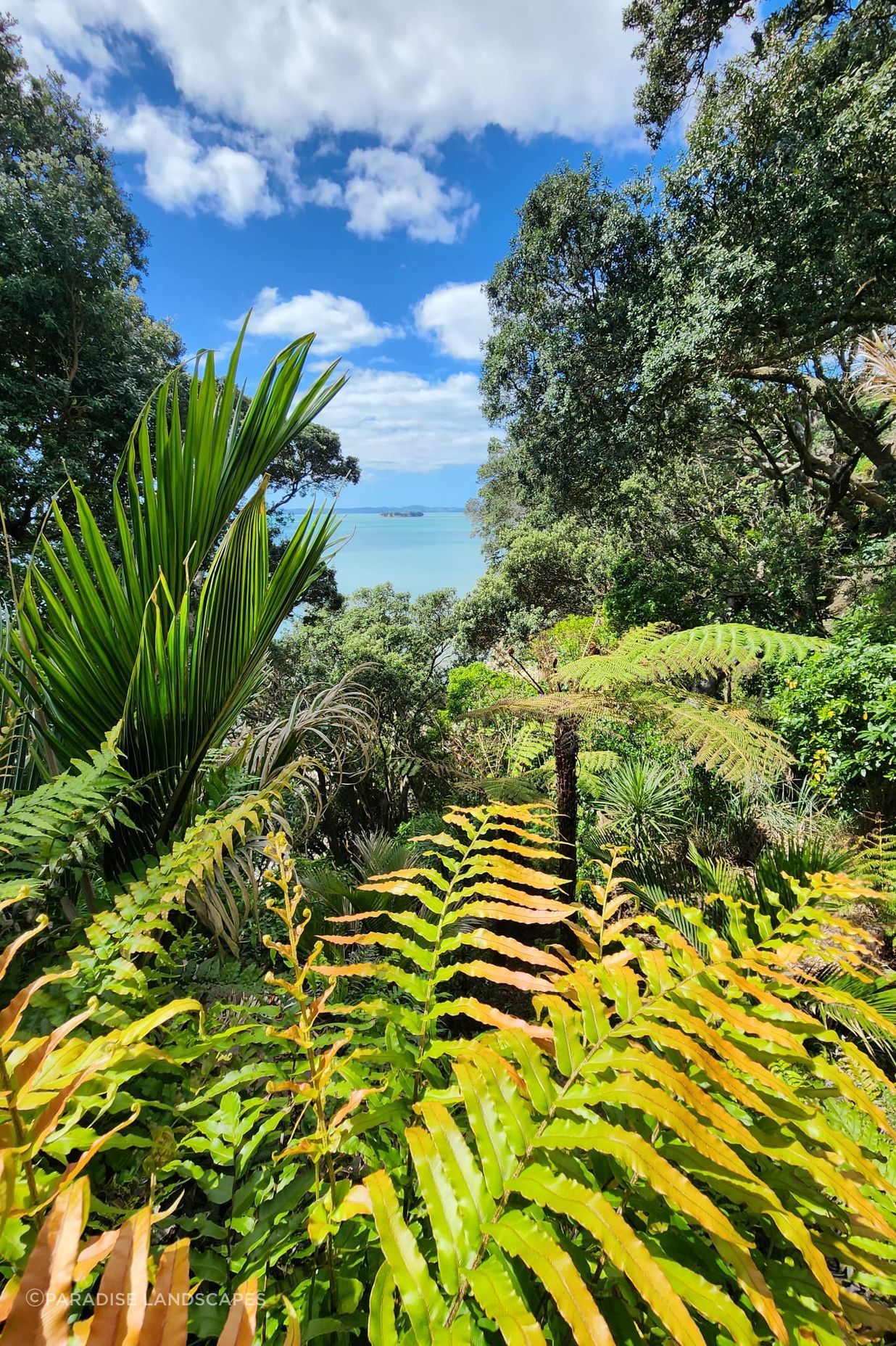 Native plants frame the ocean view.
