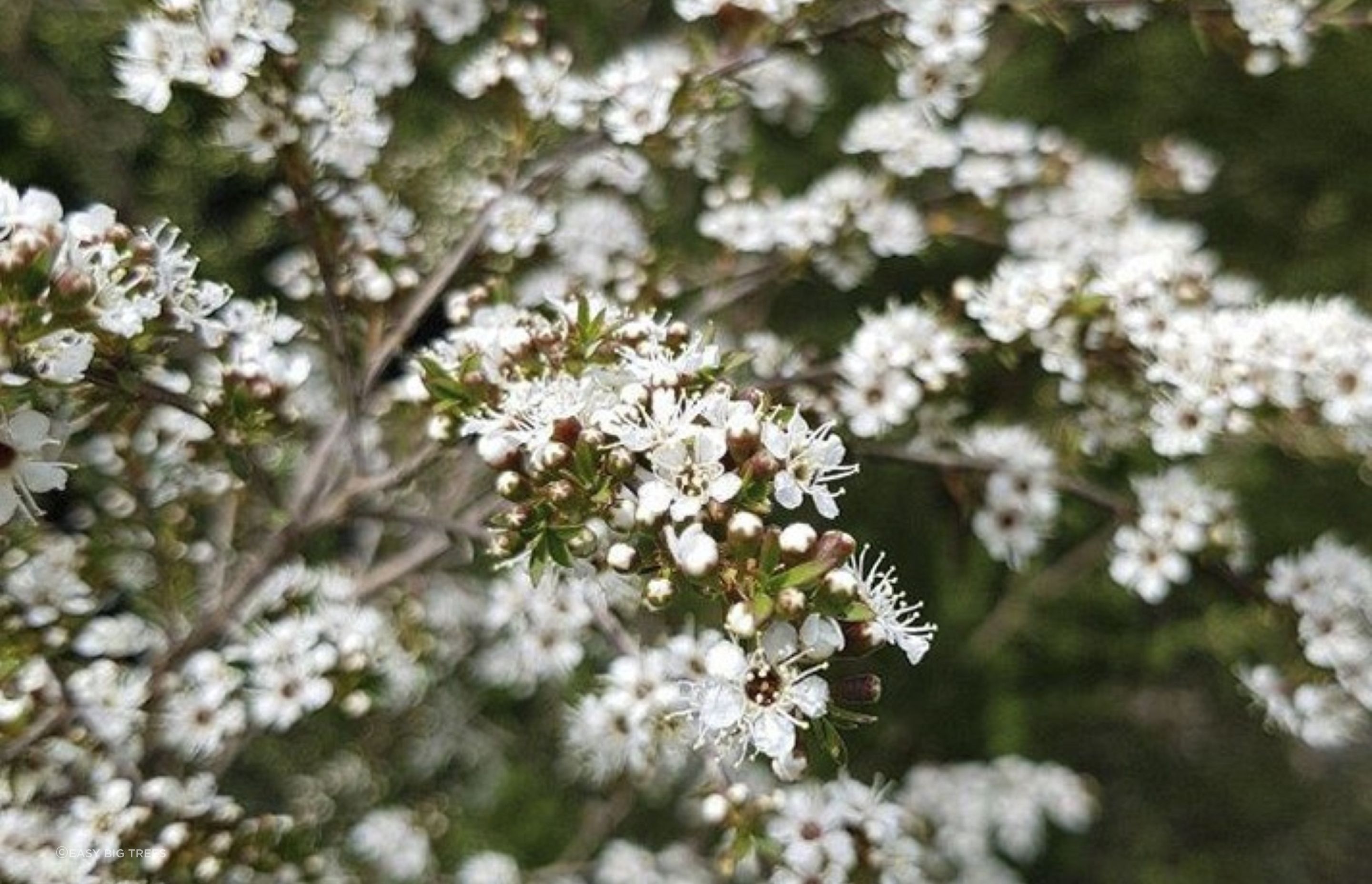 The Kunzea Ericoides Kanuka is a beautiful evergreen with lovely showy-white flowers in the spring.