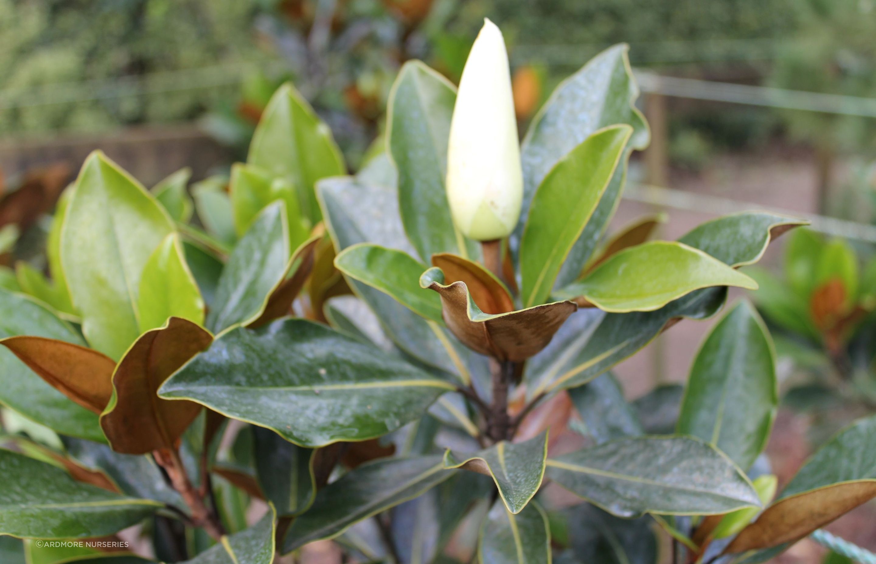 The Magnolia Grandiflora 'Little Gem' is a slow growing, upright small tree that provides visual interest, enhancing a space.