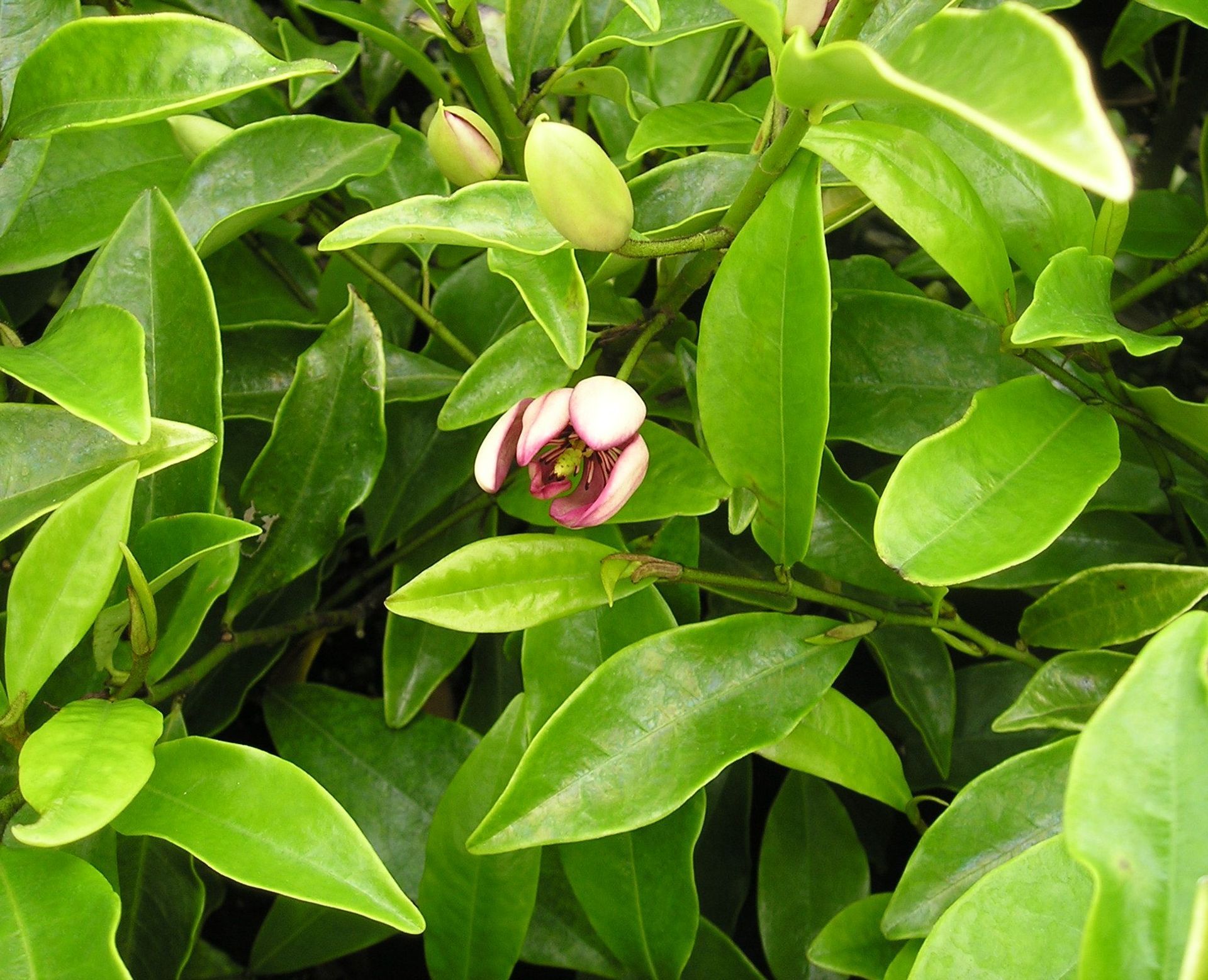 9 of the Best Hedges in New Zealand: Planting Tips and More