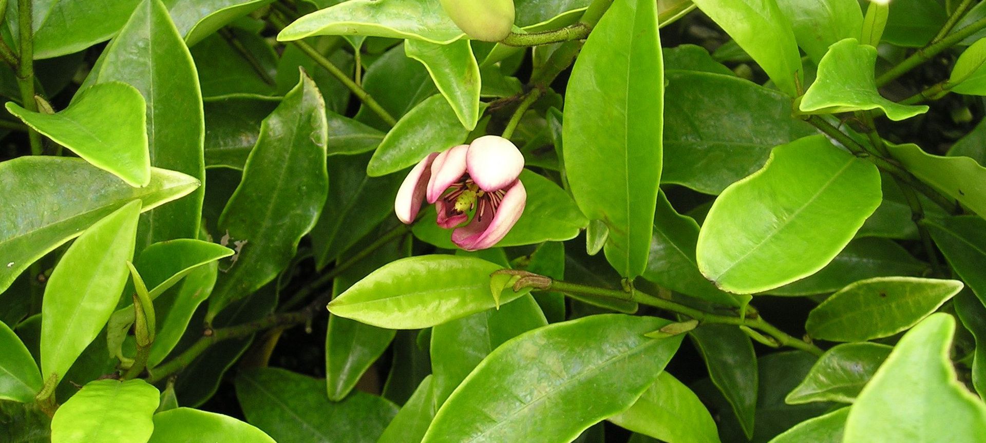The Michelia Figo (Port Wine Magnolia).