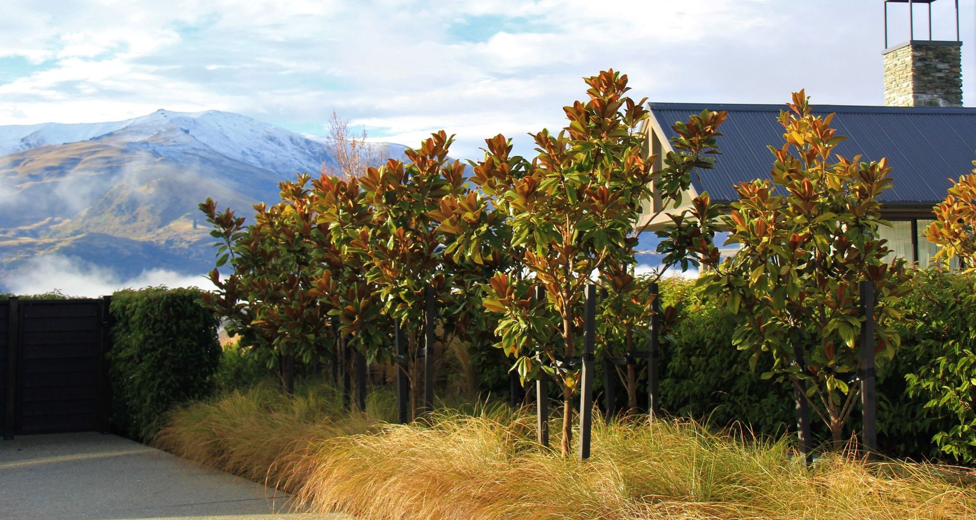 The Magnolia Grandiflora 'Blanchard'.