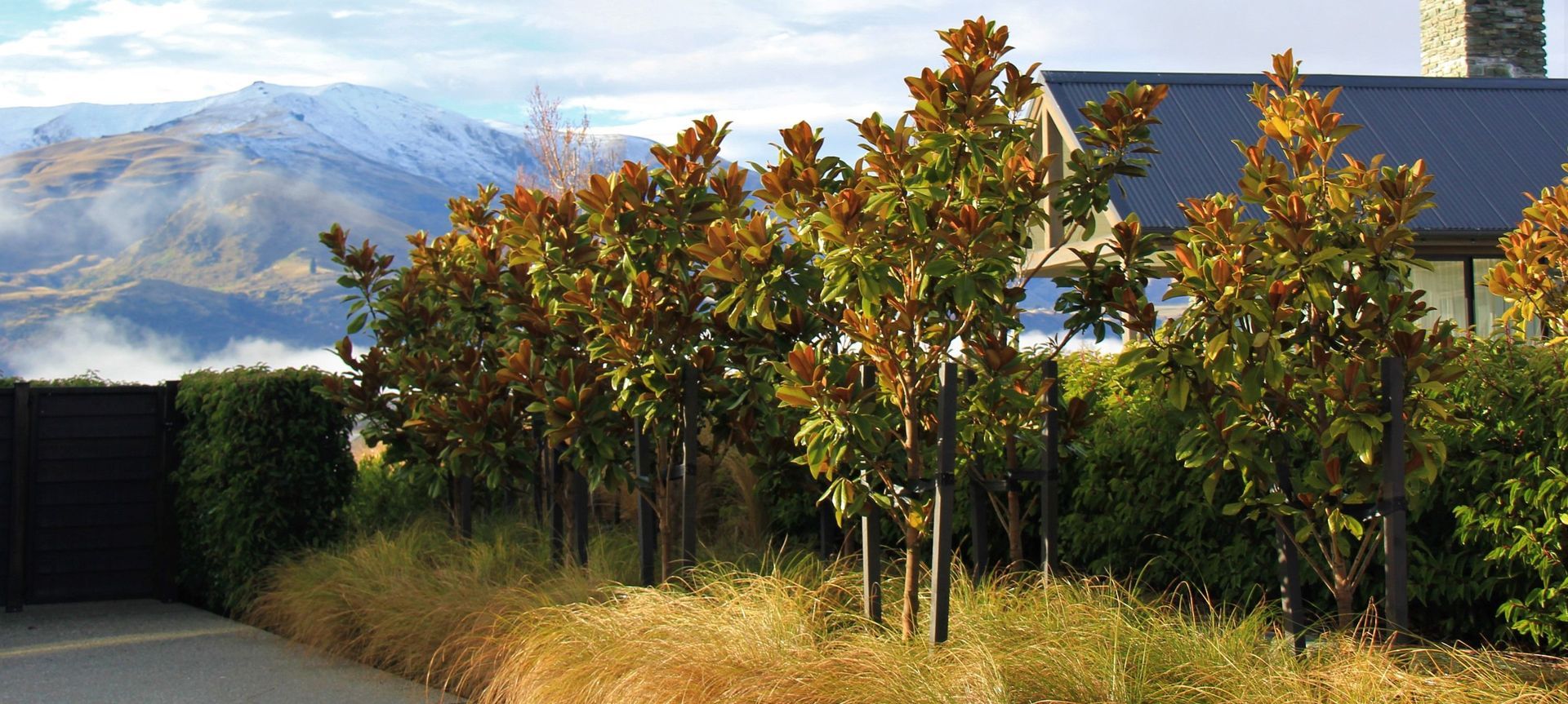 The Magnolia Grandiflora 'Blanchard'.