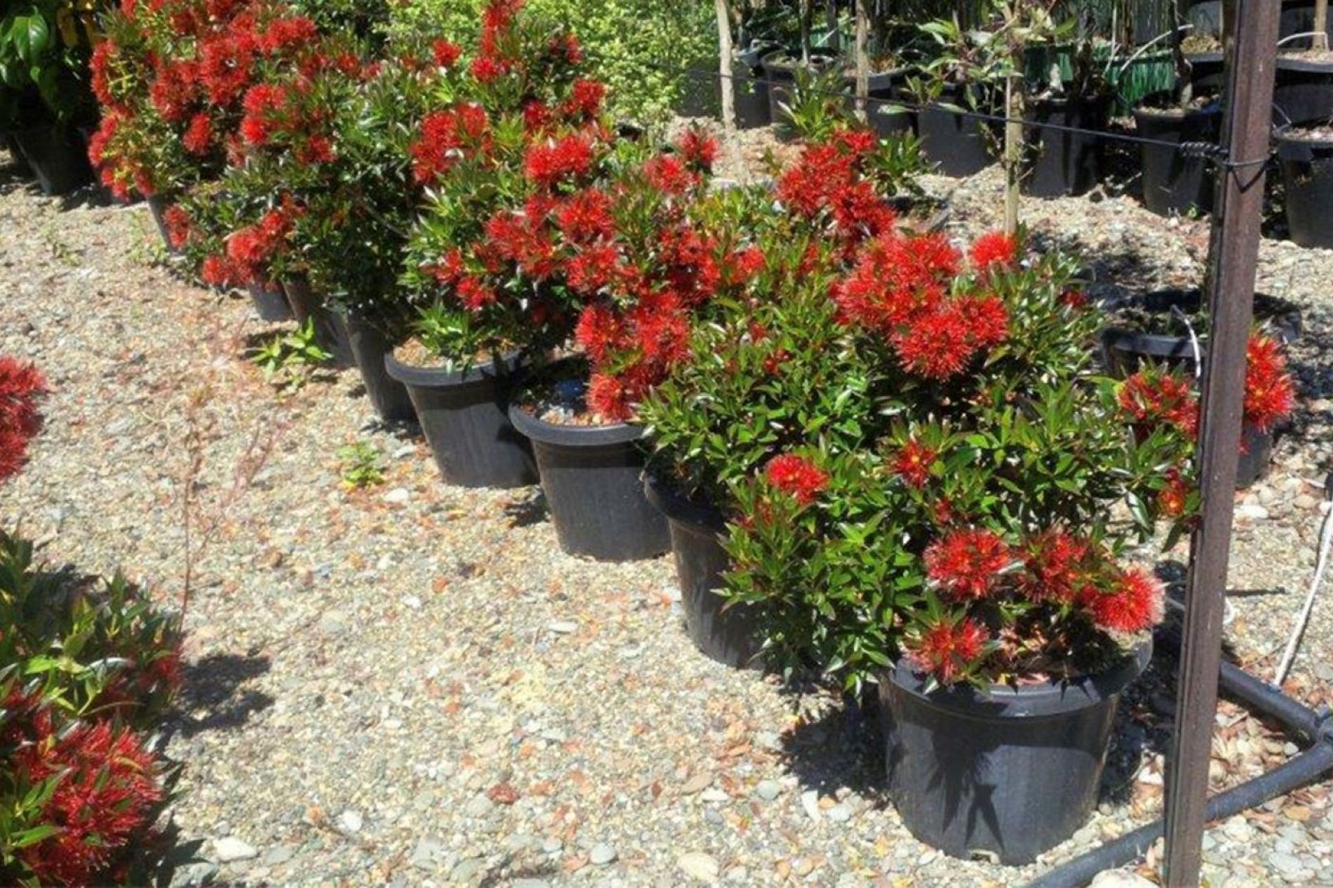 The bright red flowers of the Southern Rātā (Metrosideros umbellata) are the first signs of the Kiwi summer.