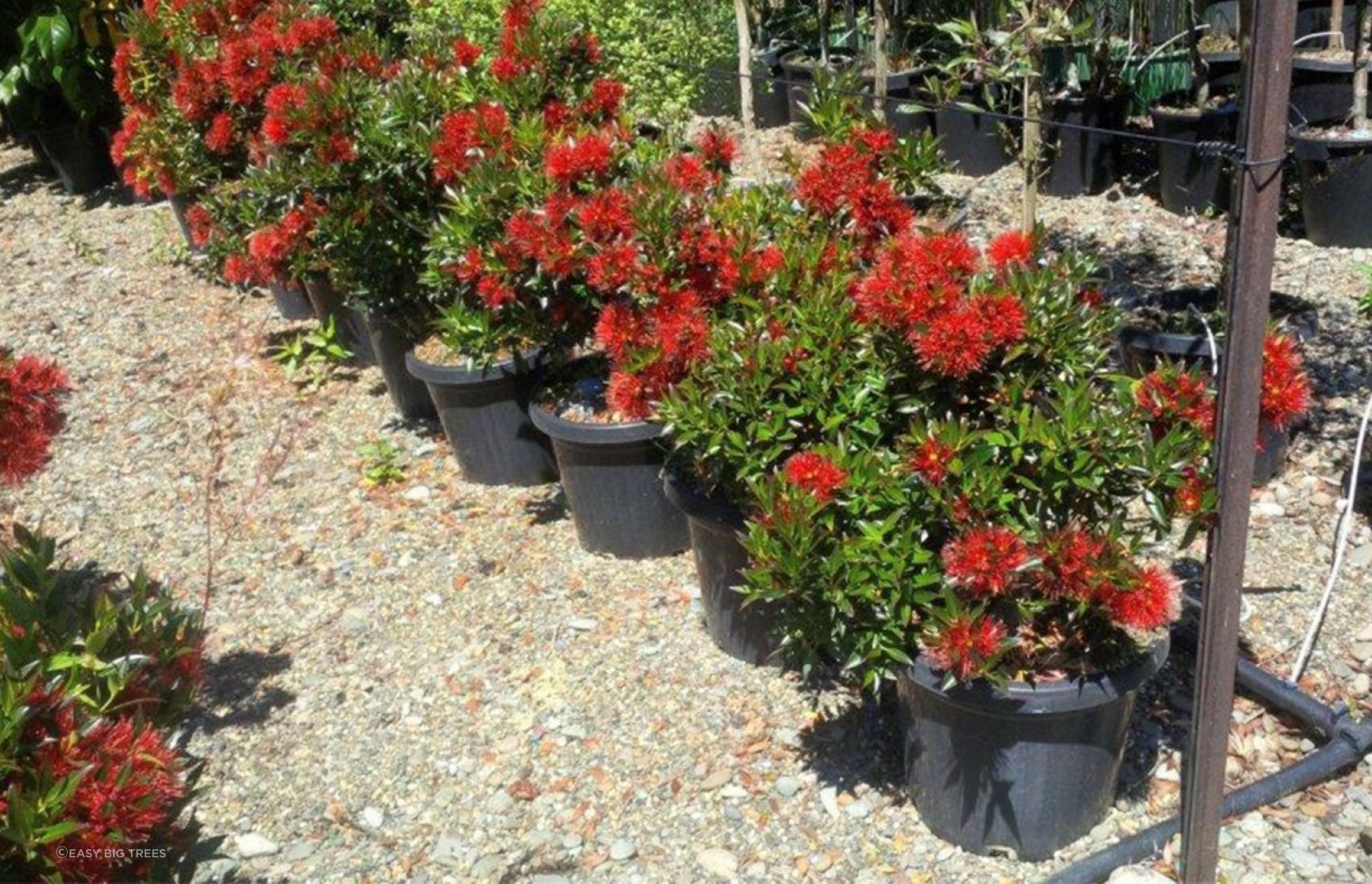 The bright red flowers of the Southern Rātā (Metrosideros umbellata) are the first signs of the Kiwi summer.