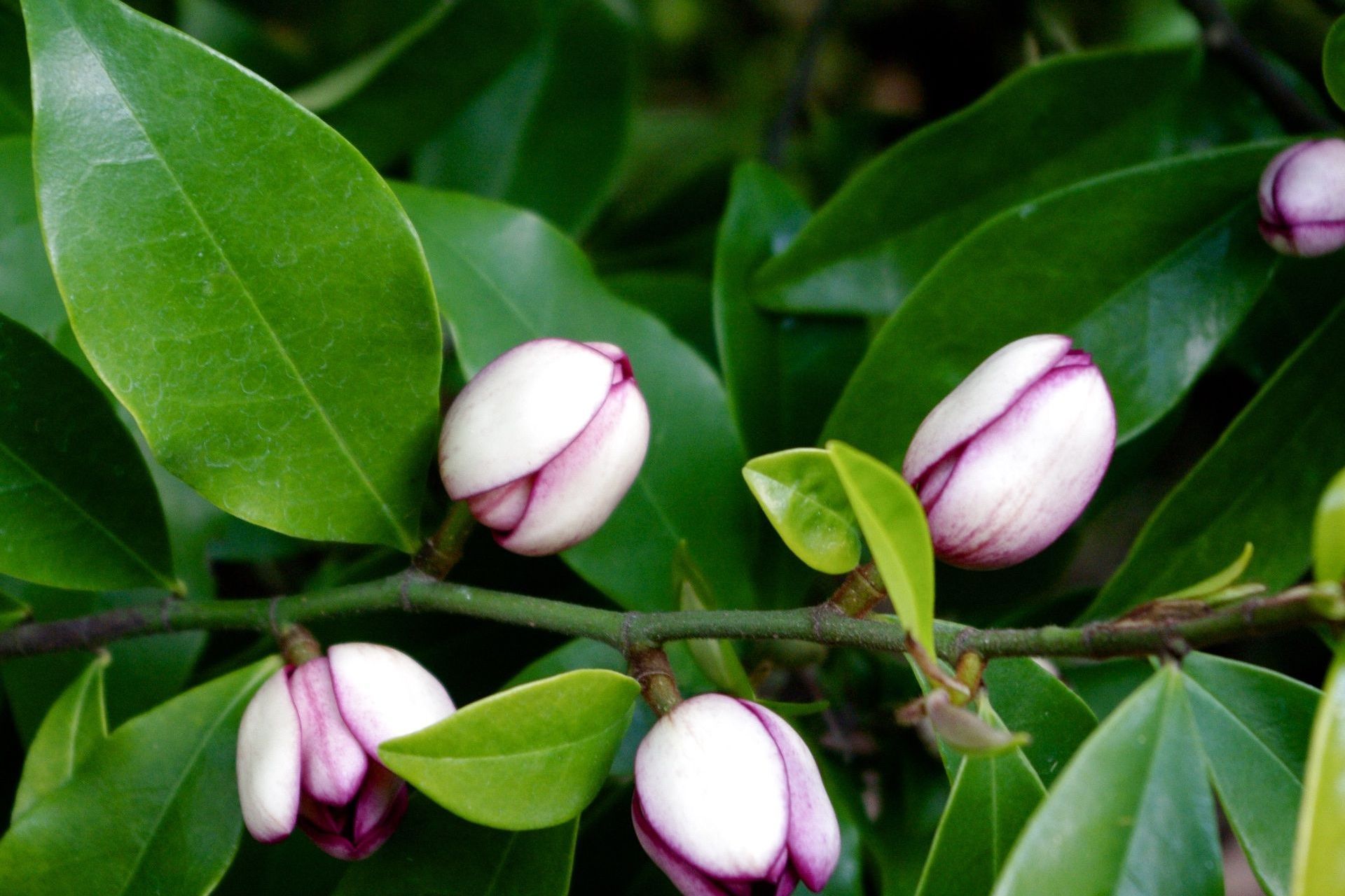 The Michelia Figo or Port Wine Magnolia features heavily scented cream flowers, streaked with purple, for an indulgence of the senses.