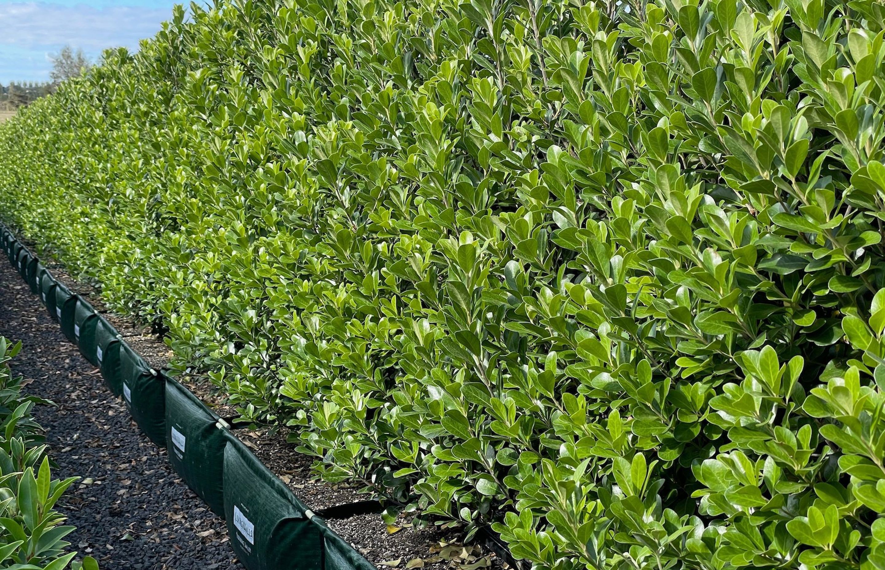 The Pittosporum Crassifolium ‘Green Lustre’ hedge is a coastal tolerant native.