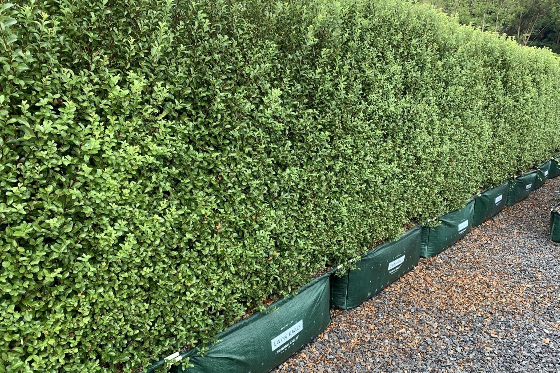 The Pittosporum tenuifolium 'Jade' is a dense, small-leafed New Zealand native hedge that is fast-growing and ideal for sunny sites.