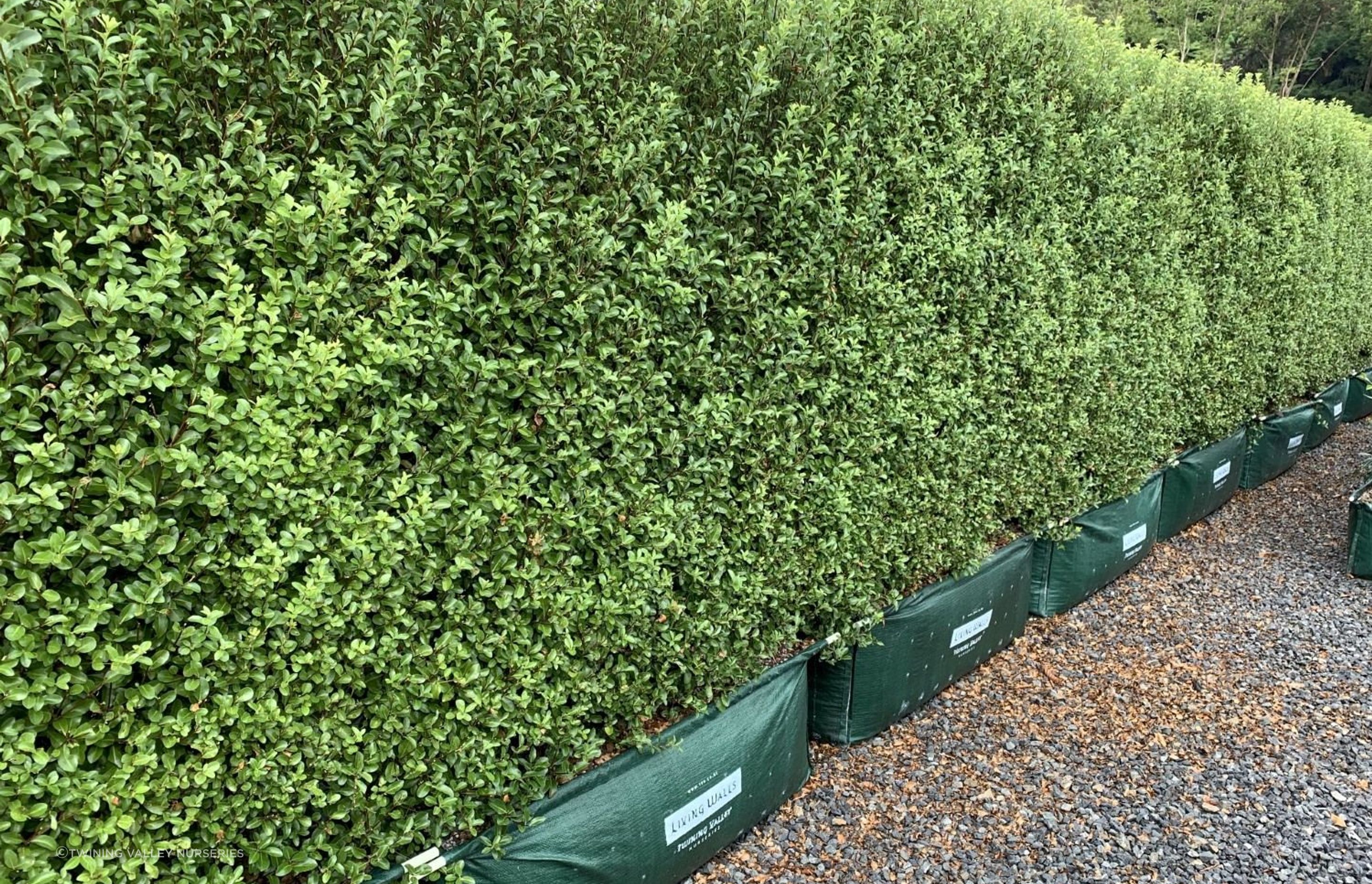 The Pittosporum tenuifolium 'Jade' is a dense, small-leafed New Zealand native hedge that is fast-growing and ideal for sunny sites.