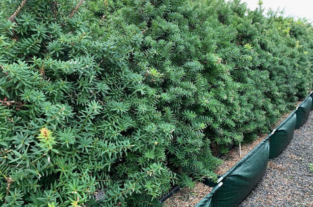 The iconic Podocarpus Totara 'Ardmore Green' makes a fantastic tall-growing hedge to help create the New Zealand look in a garden.