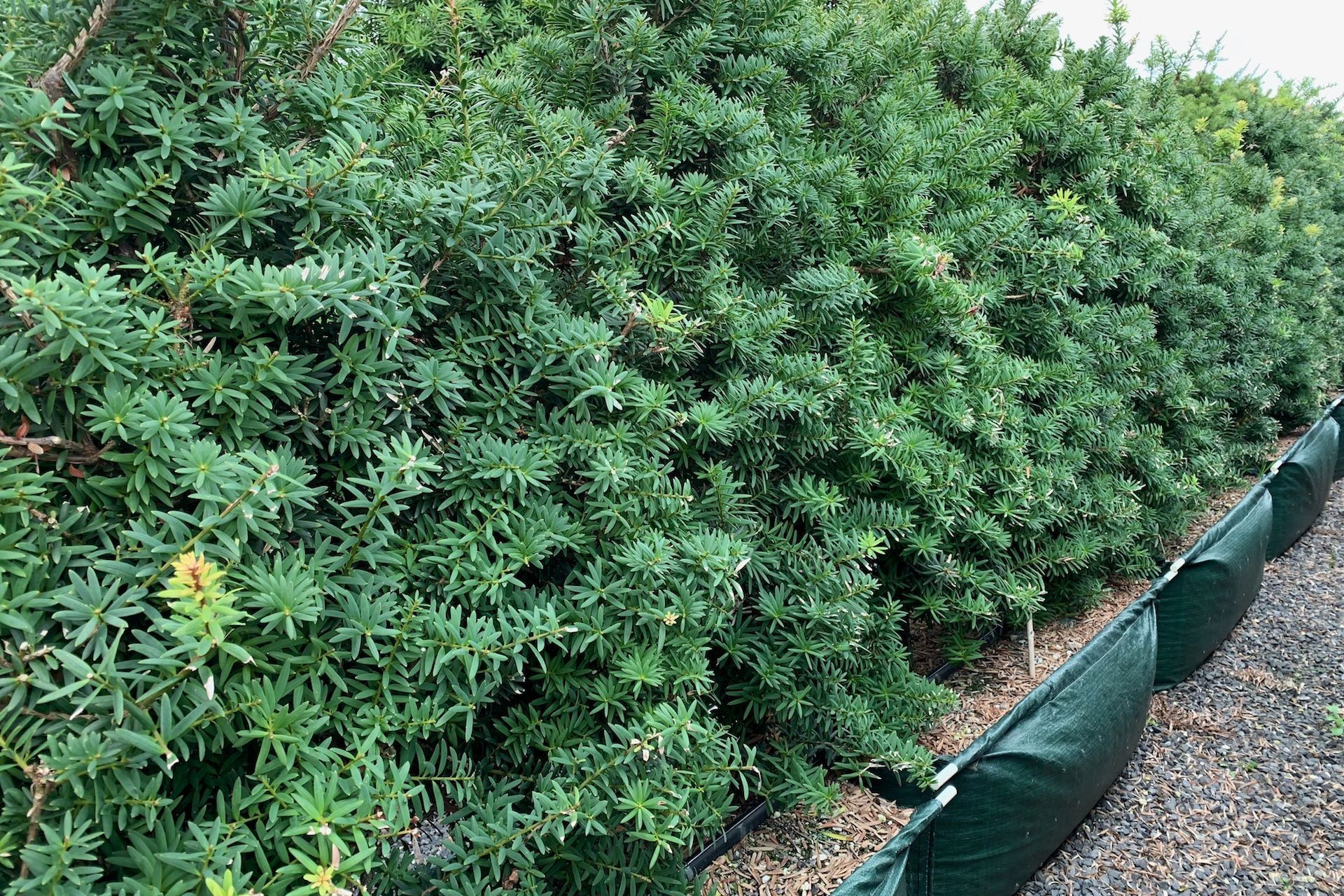The iconic Podocarpus Totara 'Ardmore Green' makes a fantastic tall-growing hedge to help create the New Zealand look in a garden.