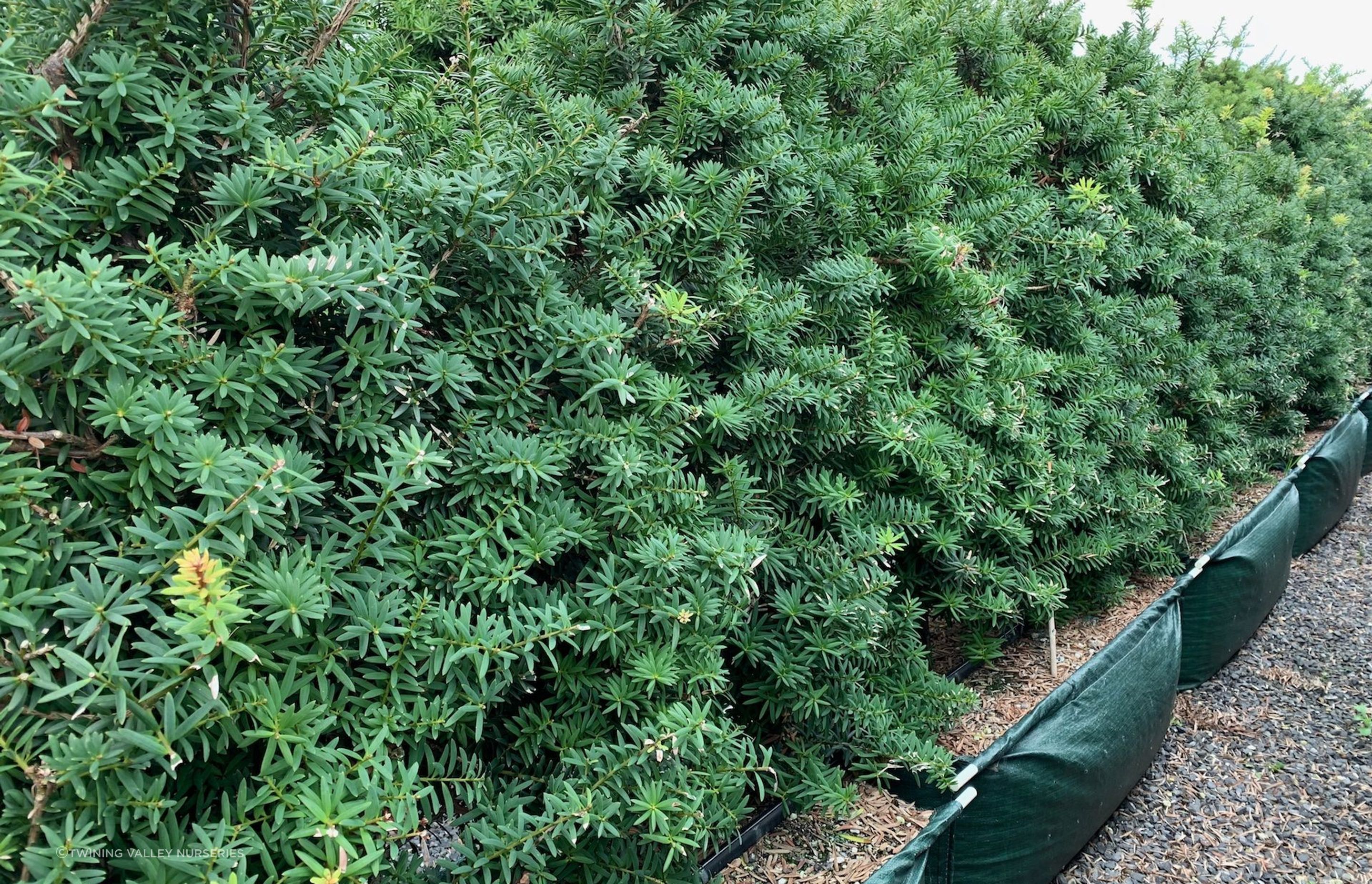 The iconic Podocarpus Totara 'Ardmore Green' makes a fantastic tall-growing hedge to help create the New Zealand look in a garden.