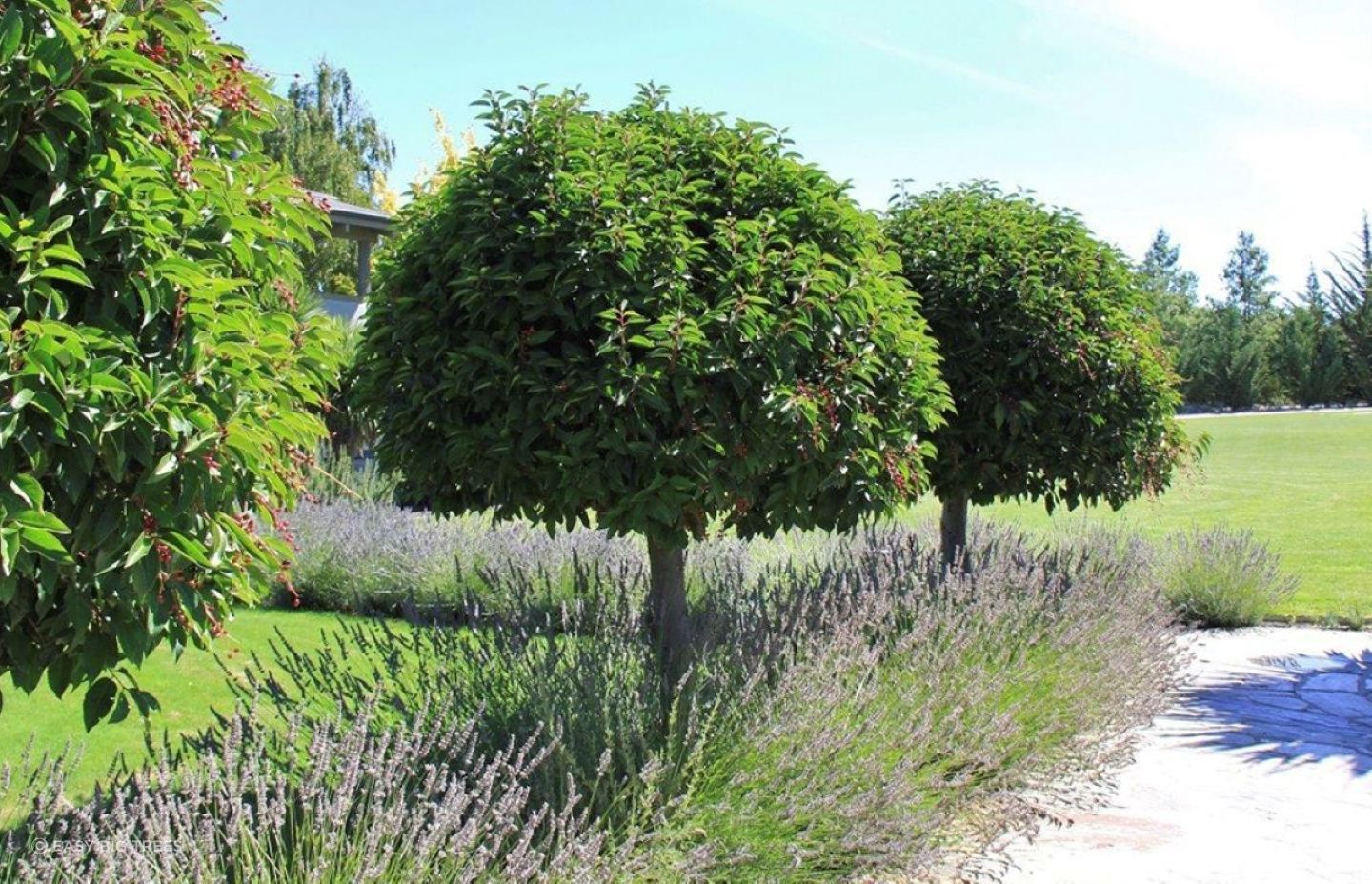 The Prunus Lusitanica, or Portugal Laurel, is a versatile evergreen tree known for its glossy green leathery foliage.
