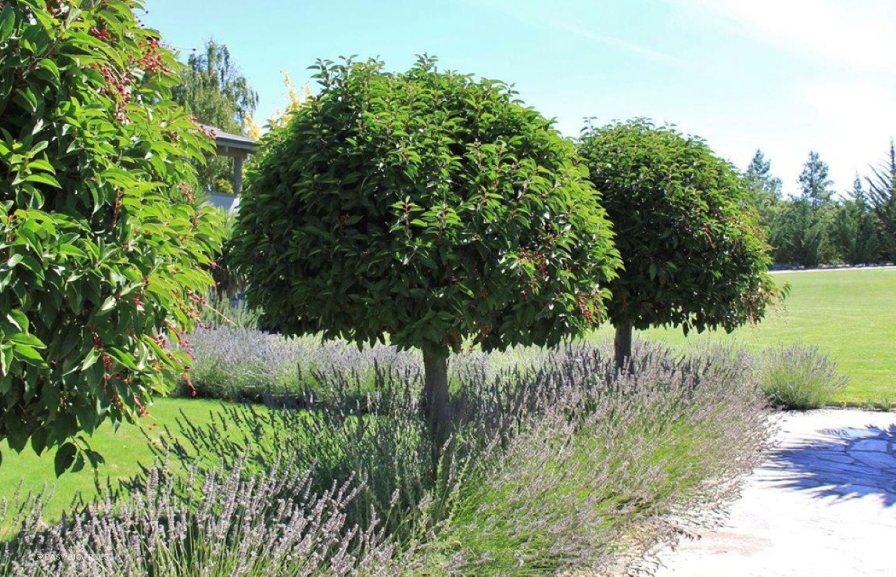 The Prunus Lusitanica, or Portugal Laurel, is a versatile evergreen tree known for its glossy green leathery foliage.
