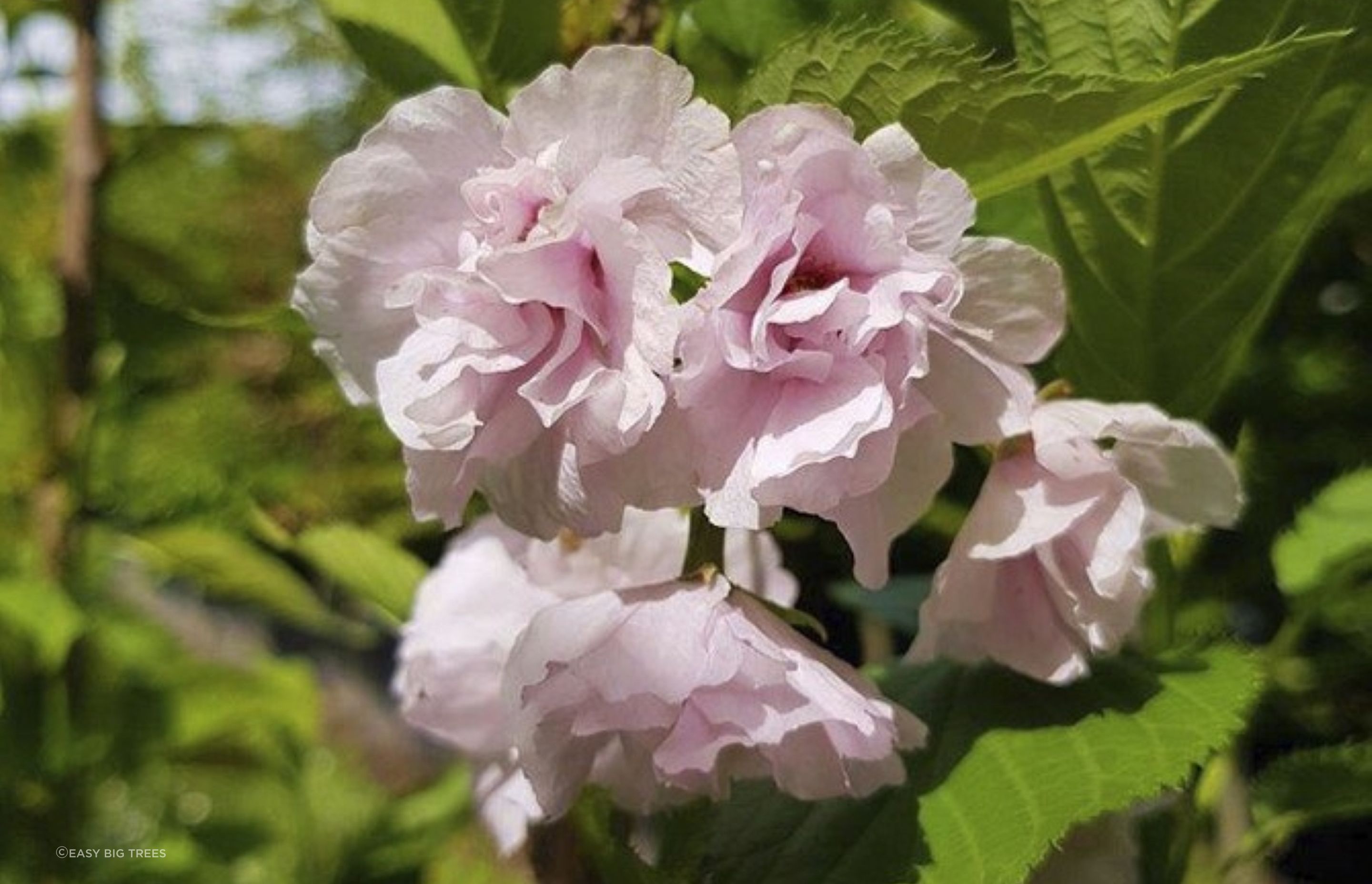 The breathtaking blooms of the Prunus Serrulata 'Amanagowa' Narrow Flowering Cherry Blossom have made it a popular choice in New Zealand.