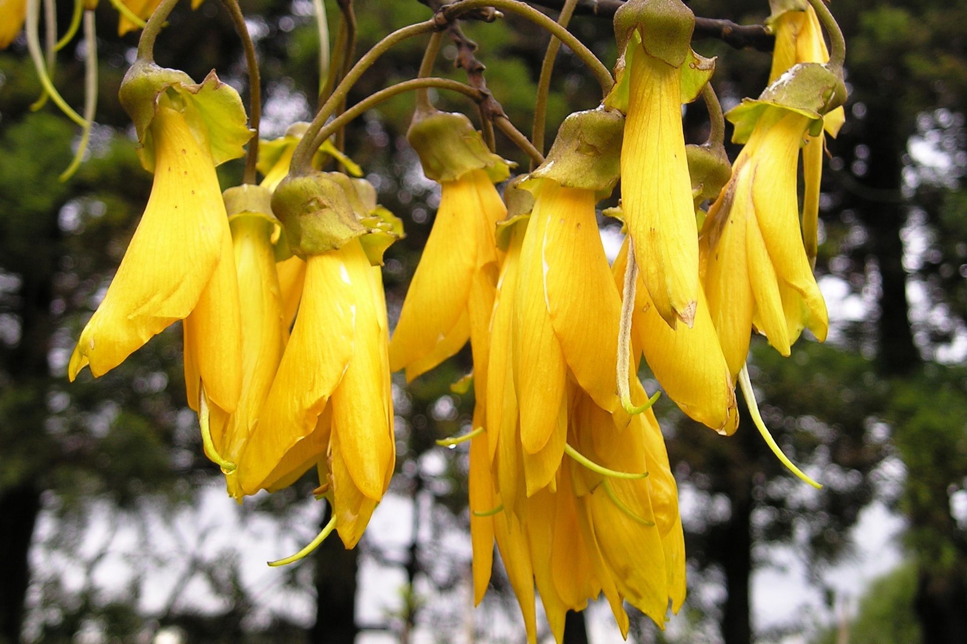 The iconic yellow flowers of the Sophora Tetraptera Large Leaved Kōwhai Tree.
