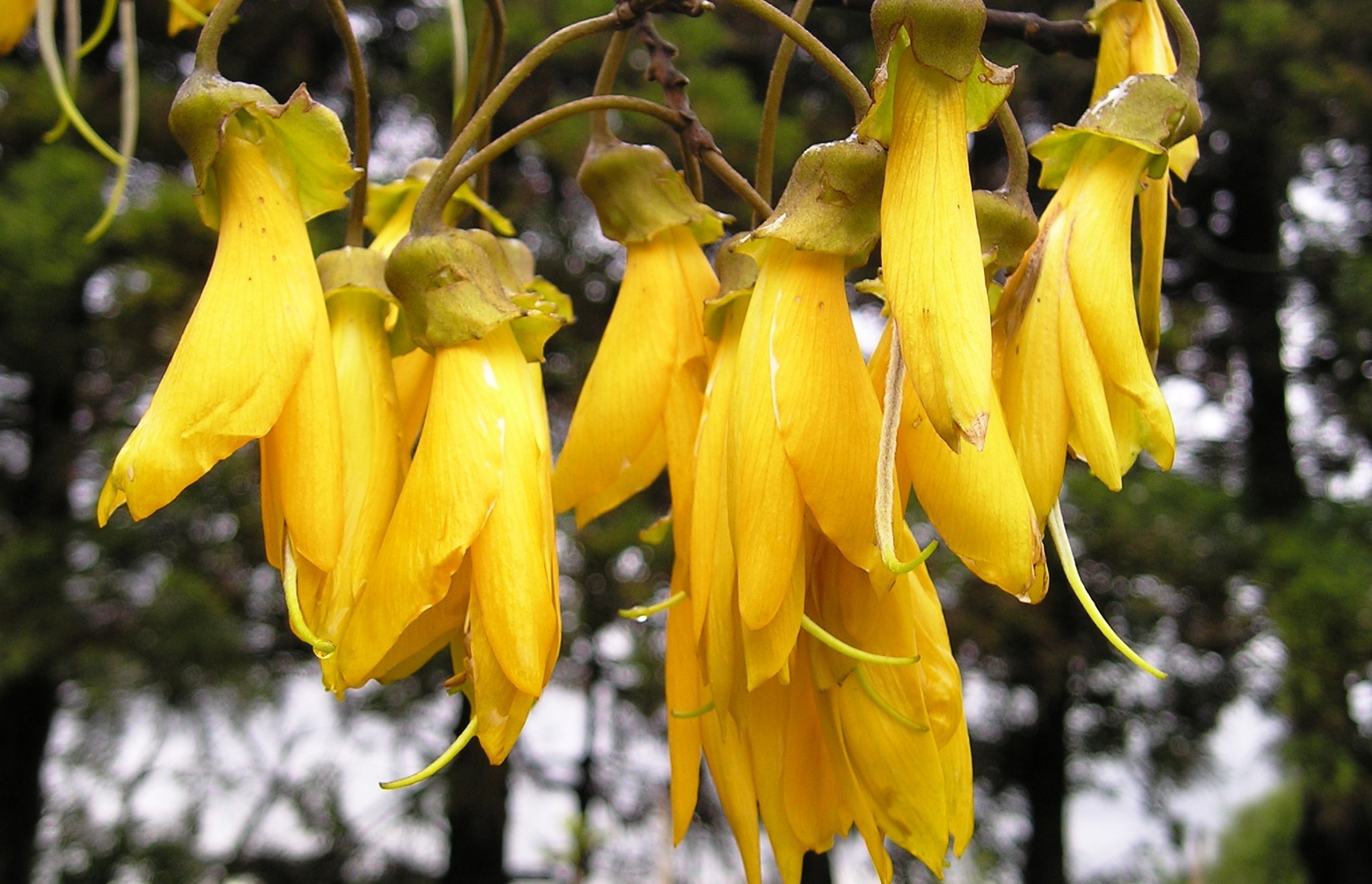 The iconic yellow flowers of the Sophora Tetraptera Large Leaved Kōwhai Tree.
