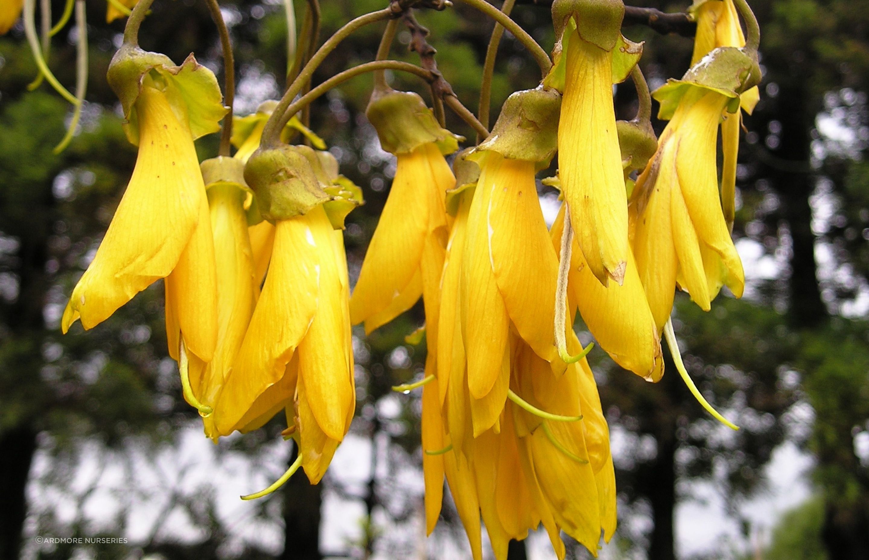 The iconic yellow flowers of the Sophora Tetraptera Large Leaved Kōwhai Tree.