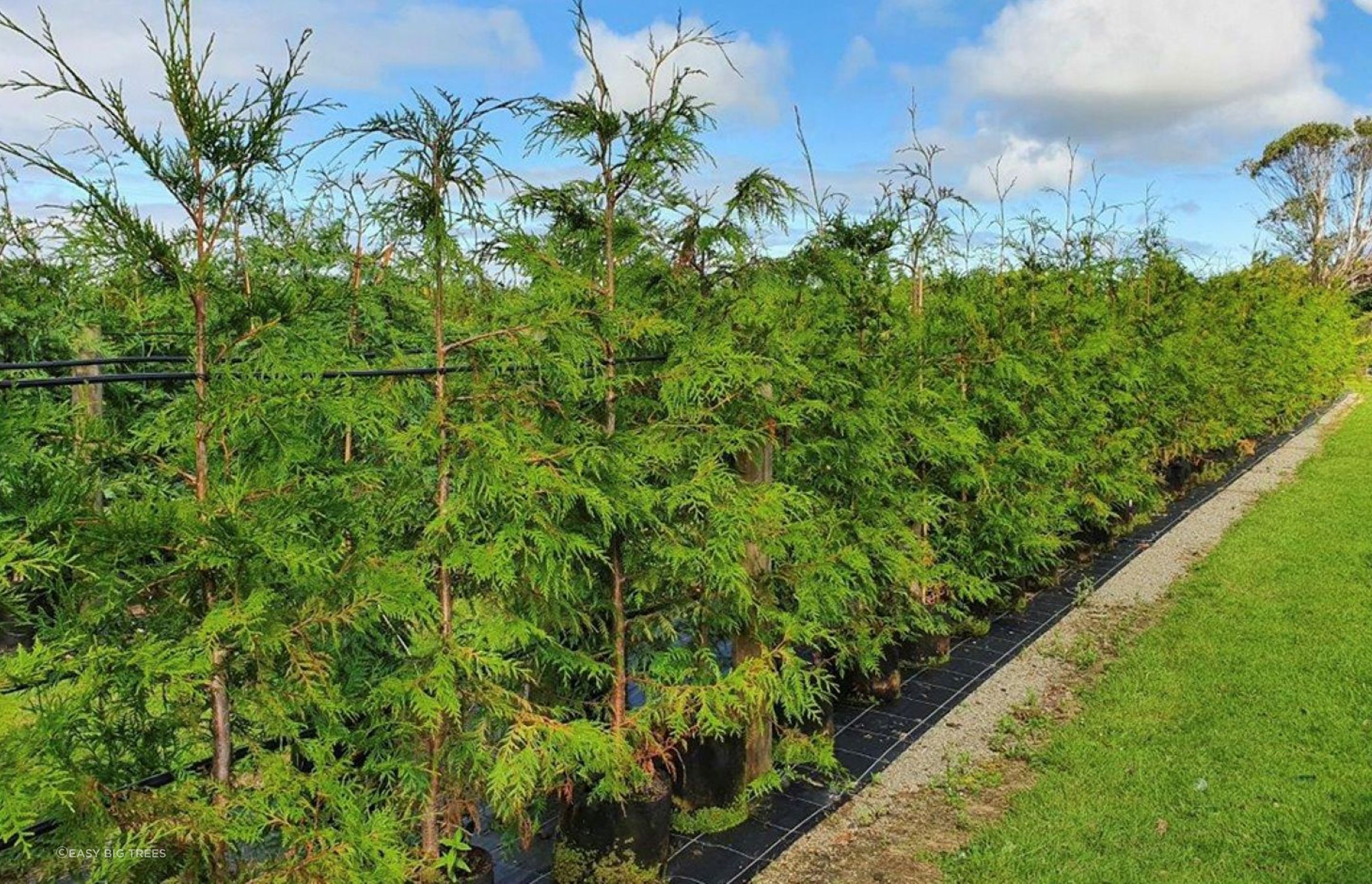 The Thuja Plicata Western Red Cedar has a pleasing aroma, touching all the senses.