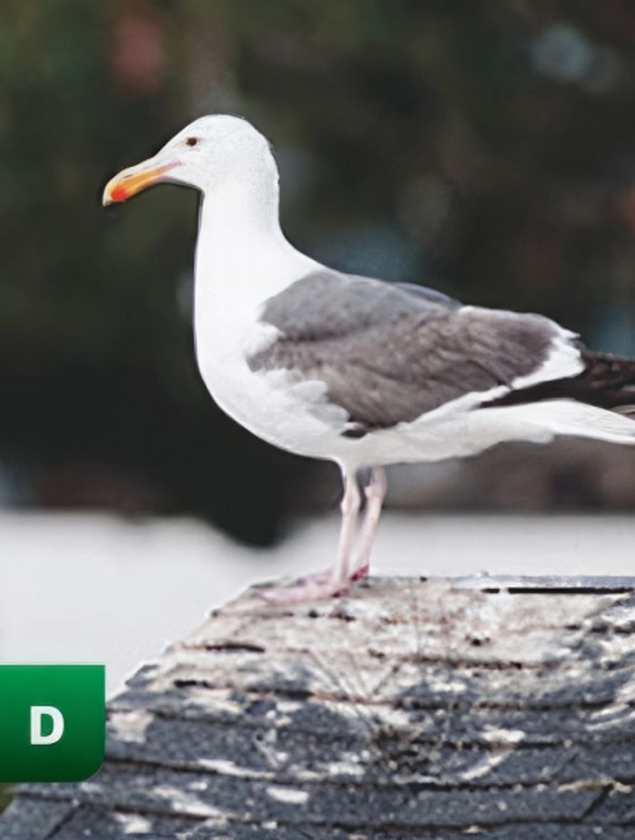 keep-vermin-away-gigapixel-standard-550h.jpeg