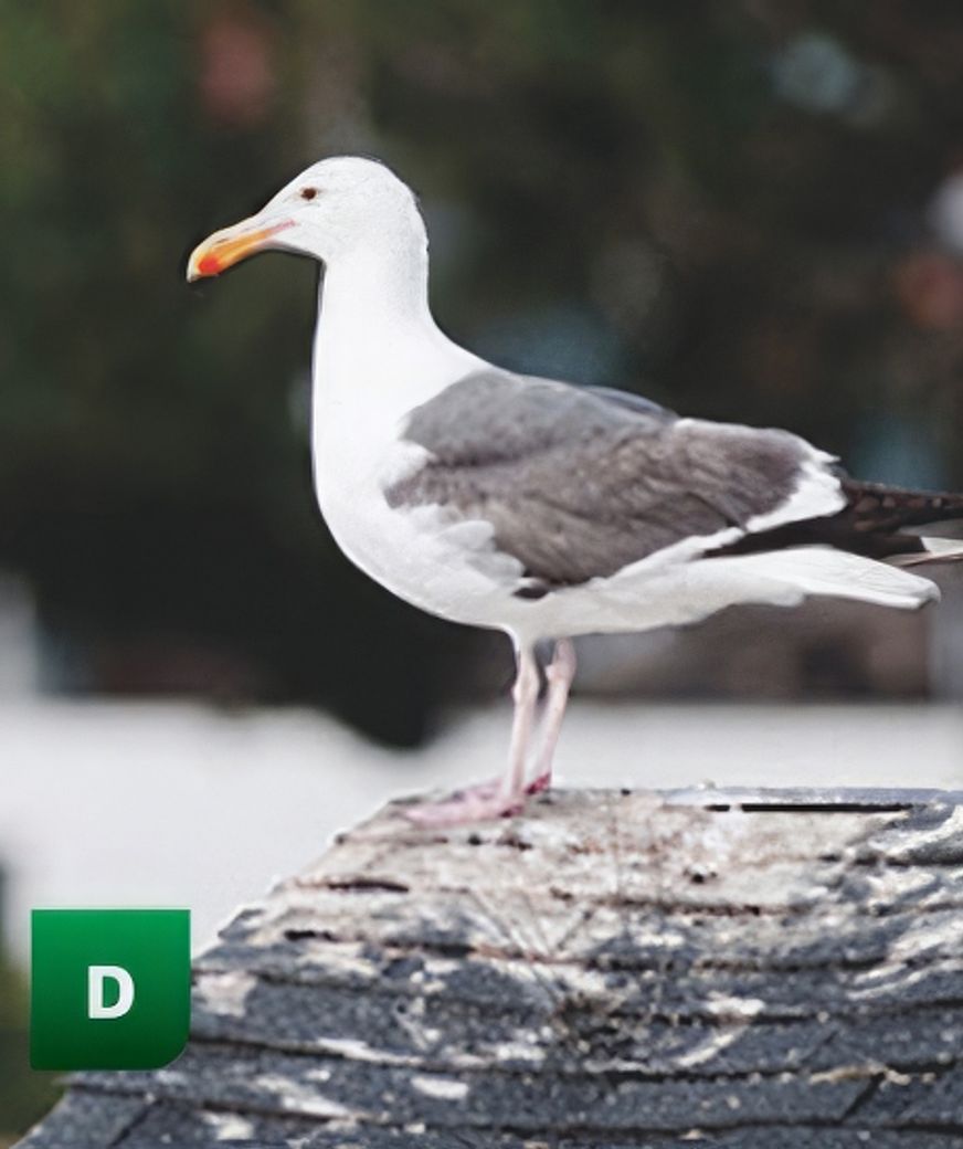 keep-vermin-away-gigapixel-standard-550h.jpeg
