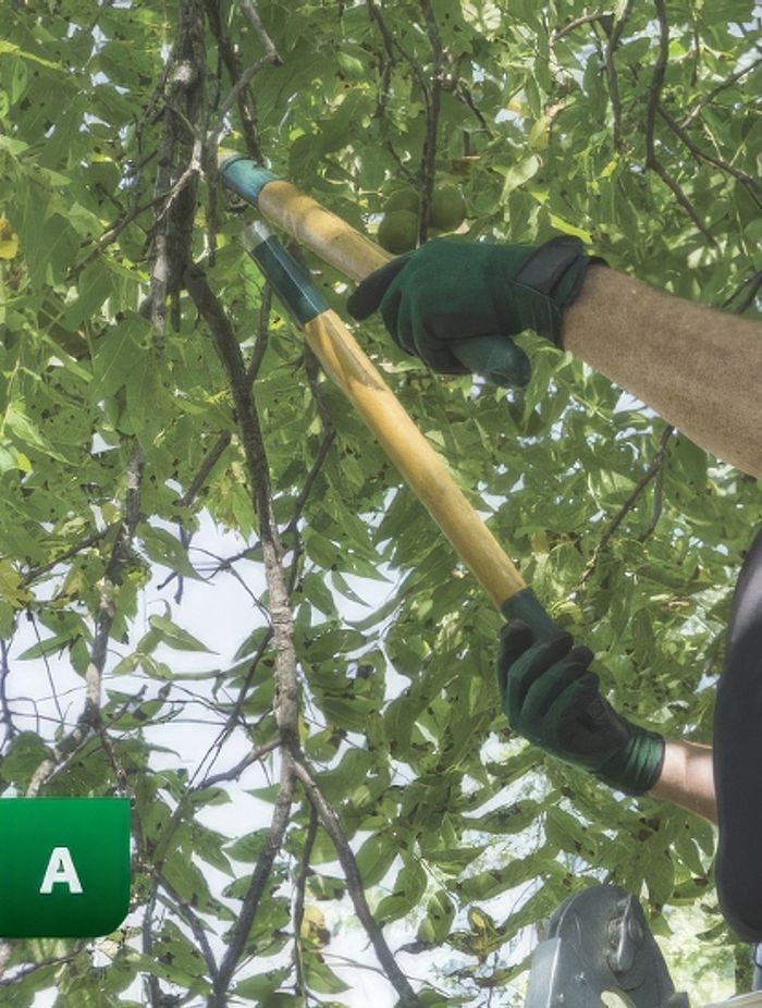 trimming-trees-gigapixel-standard-550h.jpeg