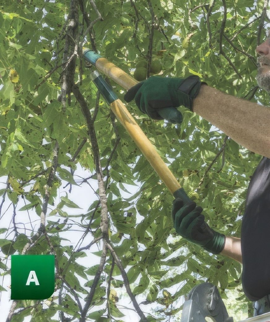 trimming-trees-gigapixel-standard-550h.jpeg