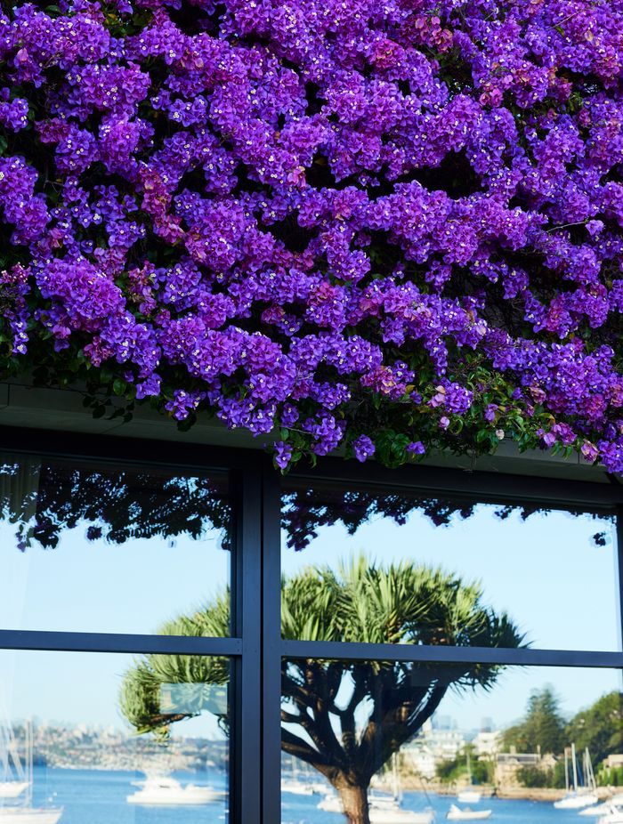 Gladswood Gardens, Double Bay by Pepo Botanic Design | Photography by Nick Bowers