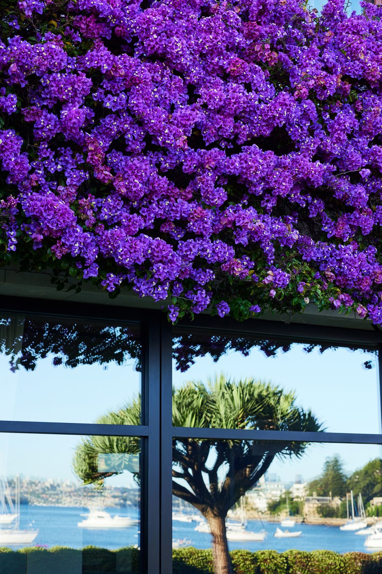 Gladswood Gardens, Double Bay by Pepo Botanic Design | Photography by Nick Bowers
