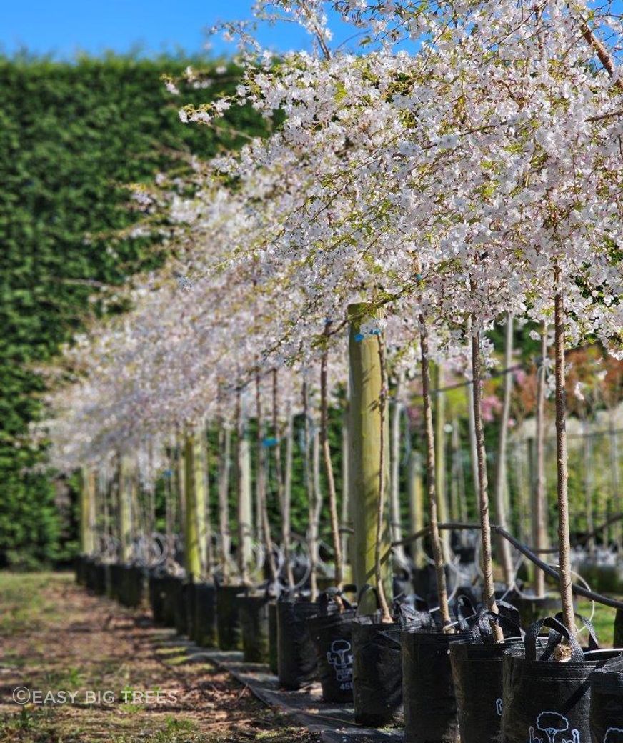 1-Prunus-Mountain-Haze-45lt-LW-in-blossom-Sept-2024-6.jpg